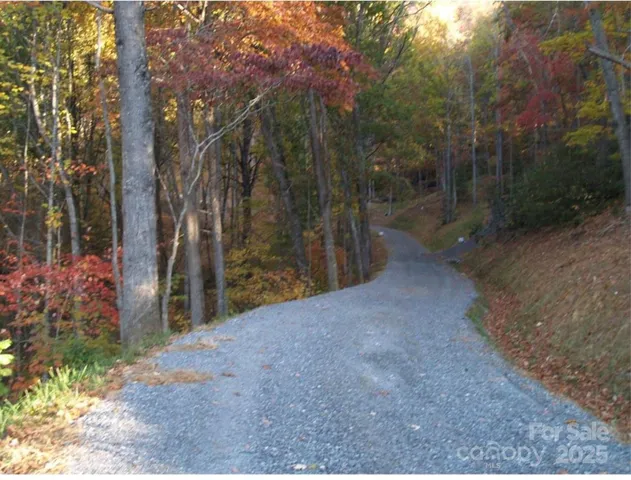 a view of a forest with trees