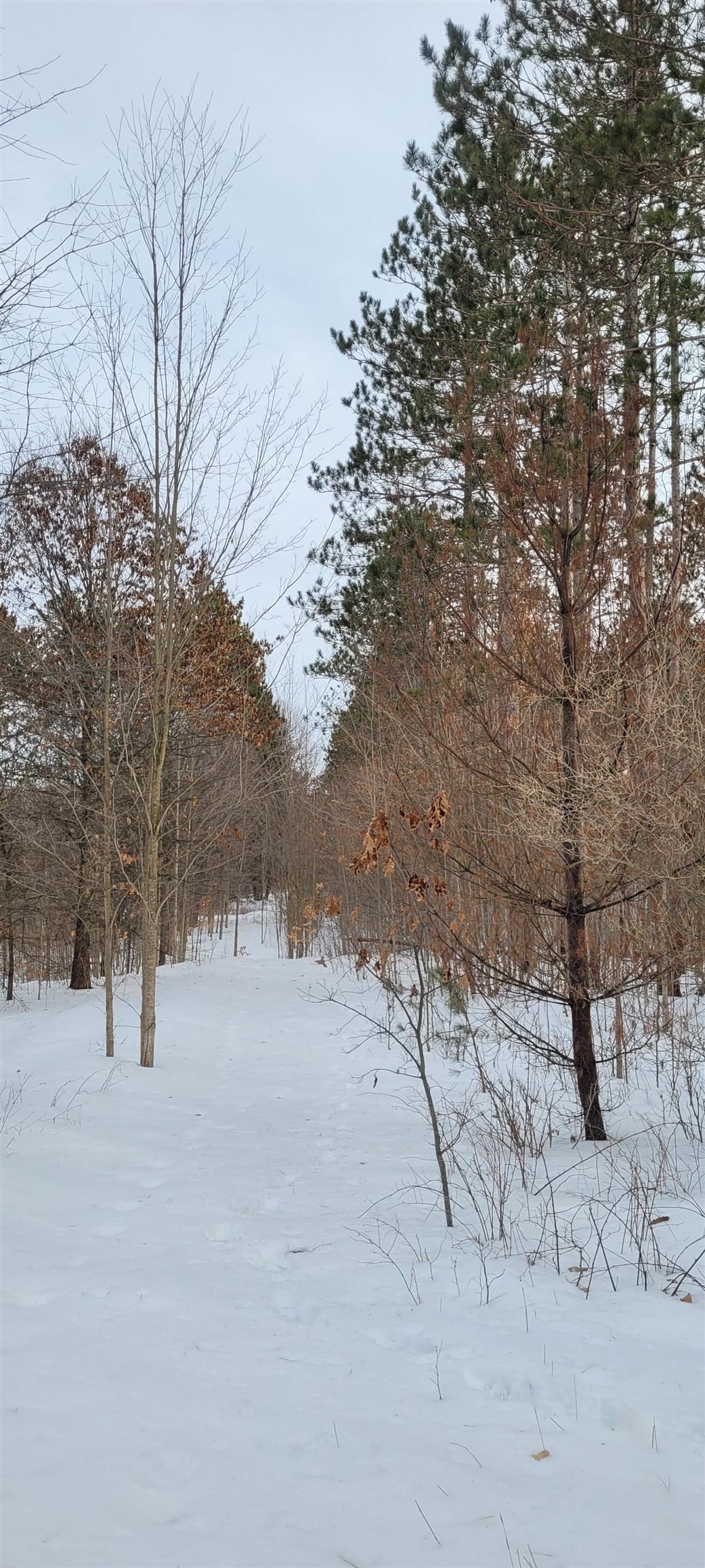 Tba Fife Lake Road Fife Lake, MI 49633 - Photo 24 of 39 Gallery Image 24