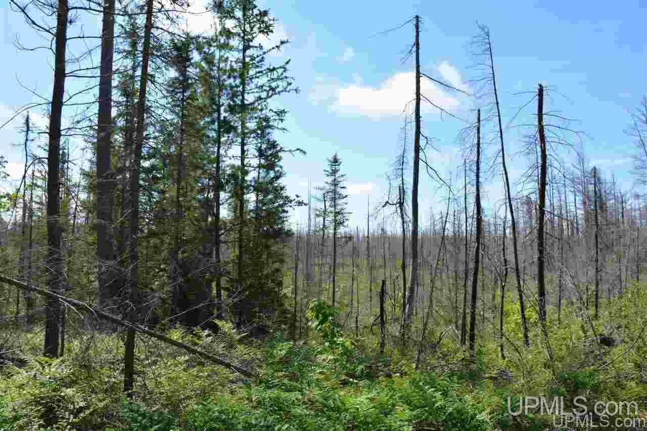 0 Off Co Road, Unit LITTLE PIKE LAKE Newberry, MI 49868 - Photo 11 of 11