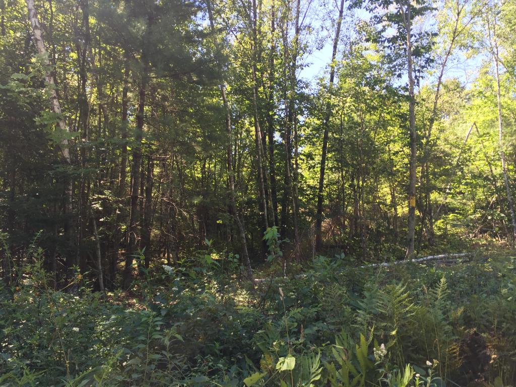 0 Meredith Neck Road, Unit LOT 2 Meredith, NH 03253 - Photo 14 of 22