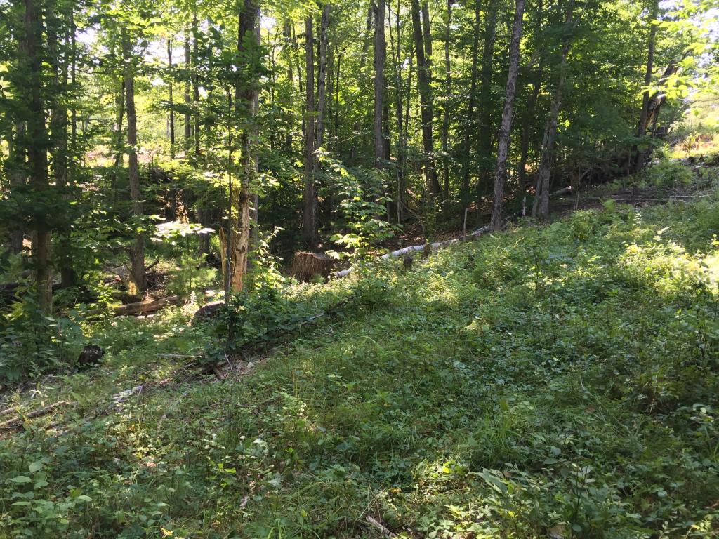 0 Meredith Neck Road, Unit LOT 2 Meredith, NH 03253 - Photo 16 of 22