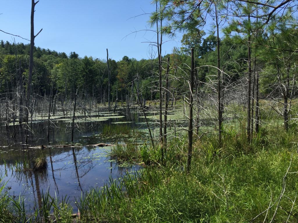 0 Meredith Neck Road, Unit LOT 2 Meredith, NH 03253 - Photo 18 of 22