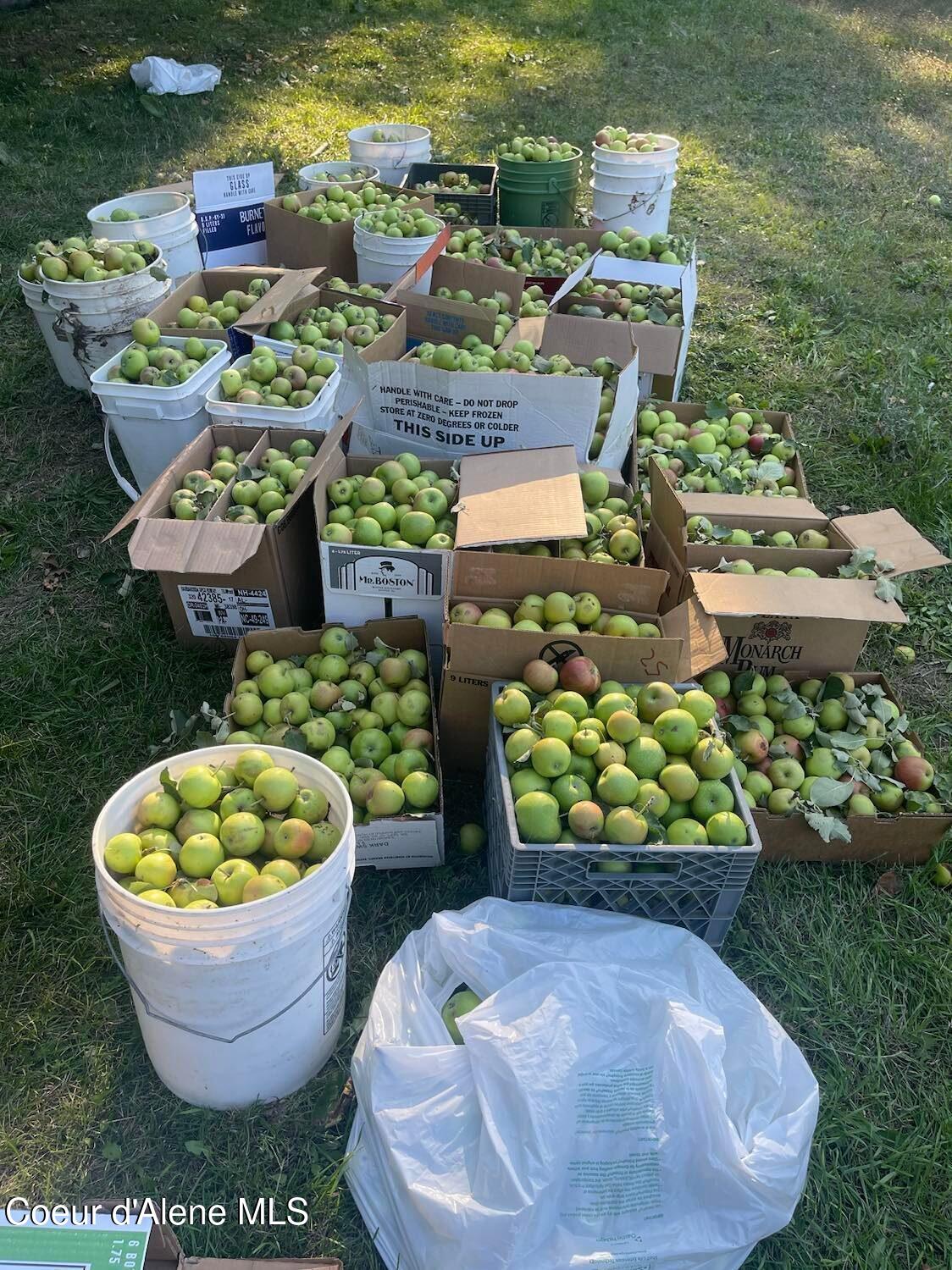 2447 Turner Hill Road Bonners Ferry, ID 83805 - Photo 45 of 108 3000 apple picking