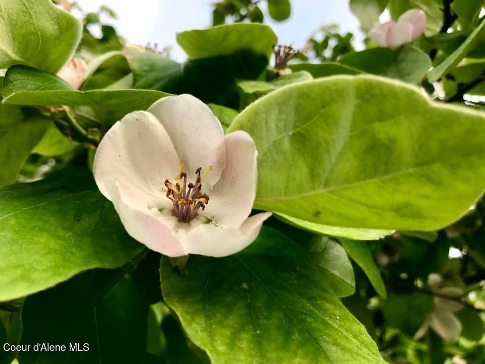 2447 Turner Hill Road Bonners Ferry, ID 83805 - Photo 53 of 108 garden quince blossom