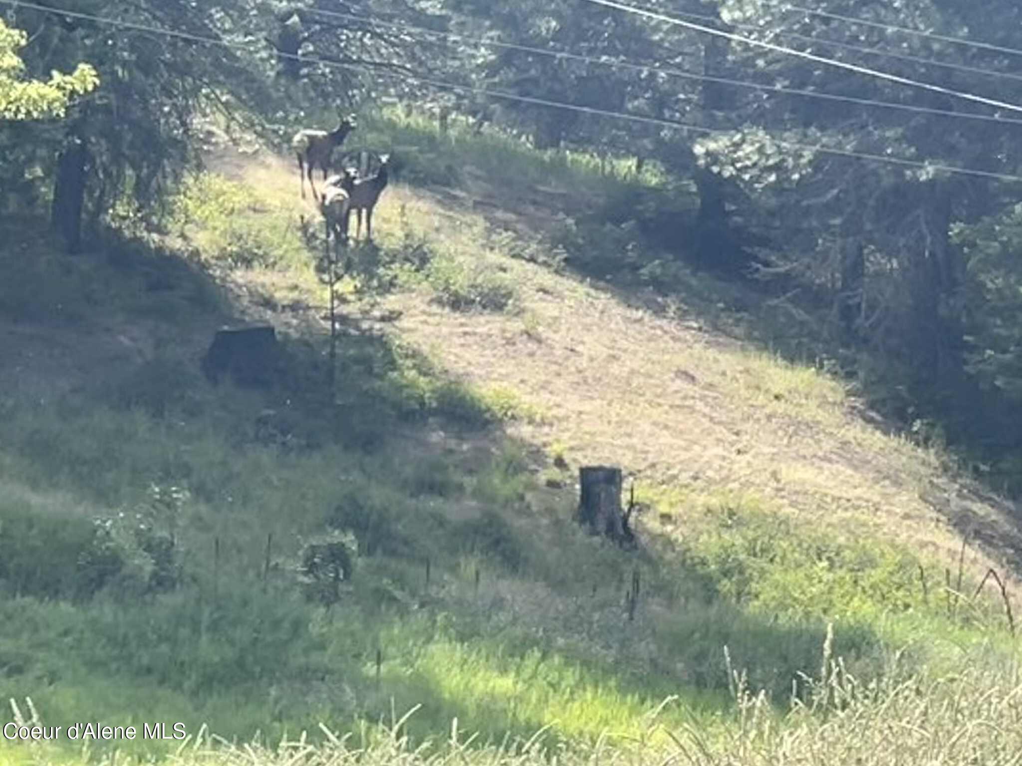 2447 Turner Hill Road Bonners Ferry, ID 83805 - Photo 69 of 108 Elk TH
