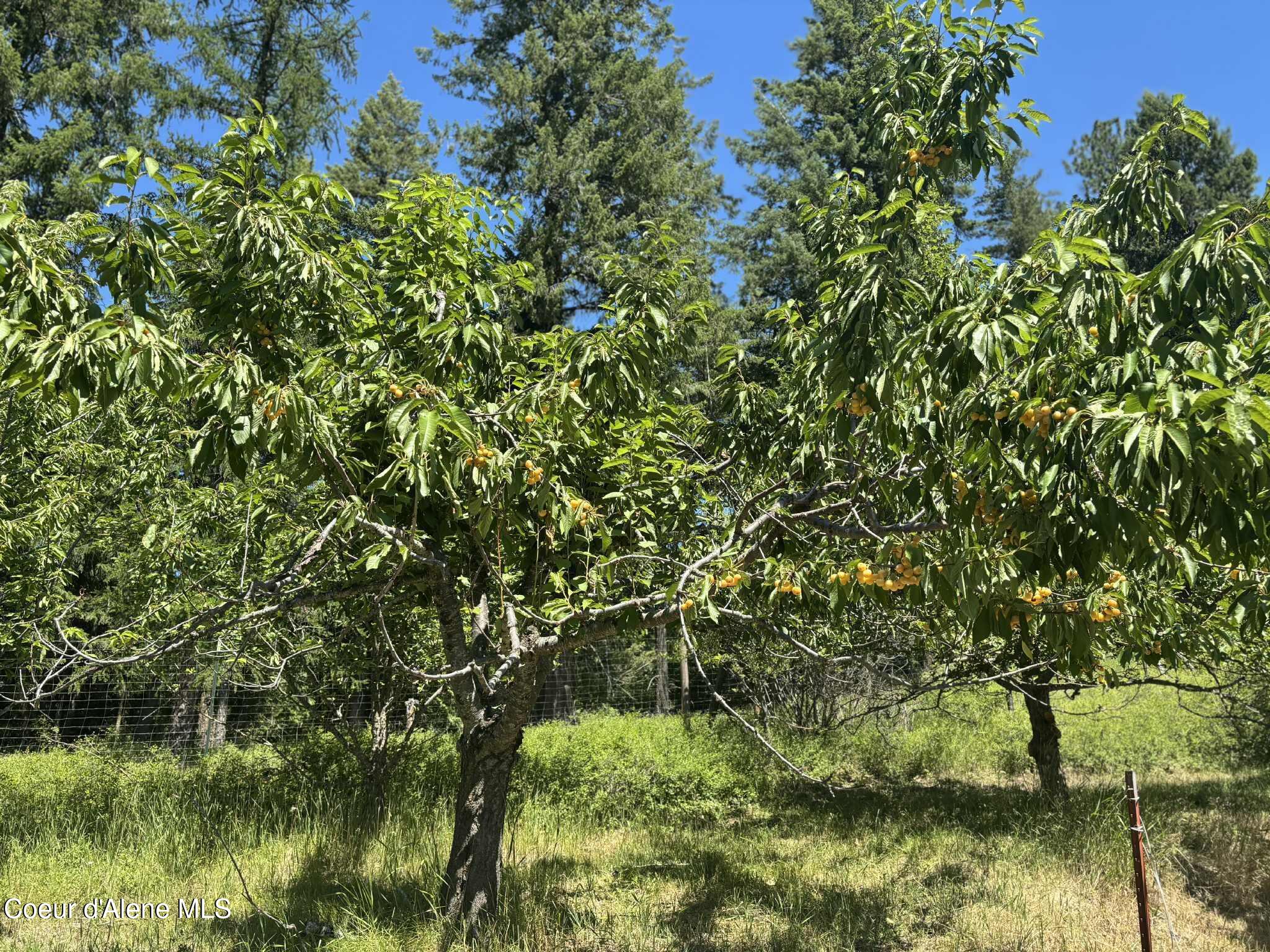 2447 Turner Hill Road Bonners Ferry, ID 83805 - Photo 74 of 108 apricots