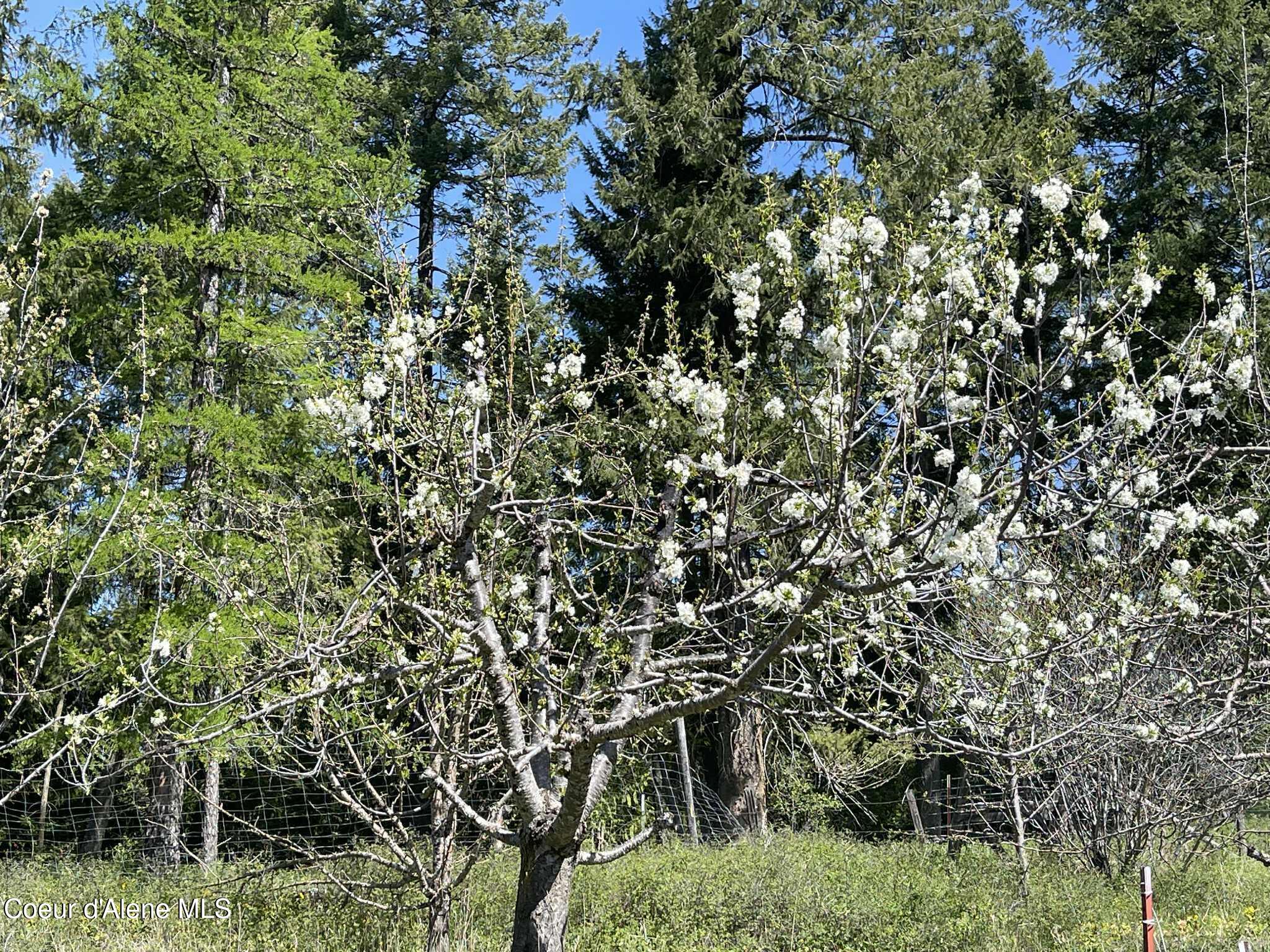 2447 Turner Hill Road Bonners Ferry, ID 83805 - Photo 75 of 108 blossoming tree
