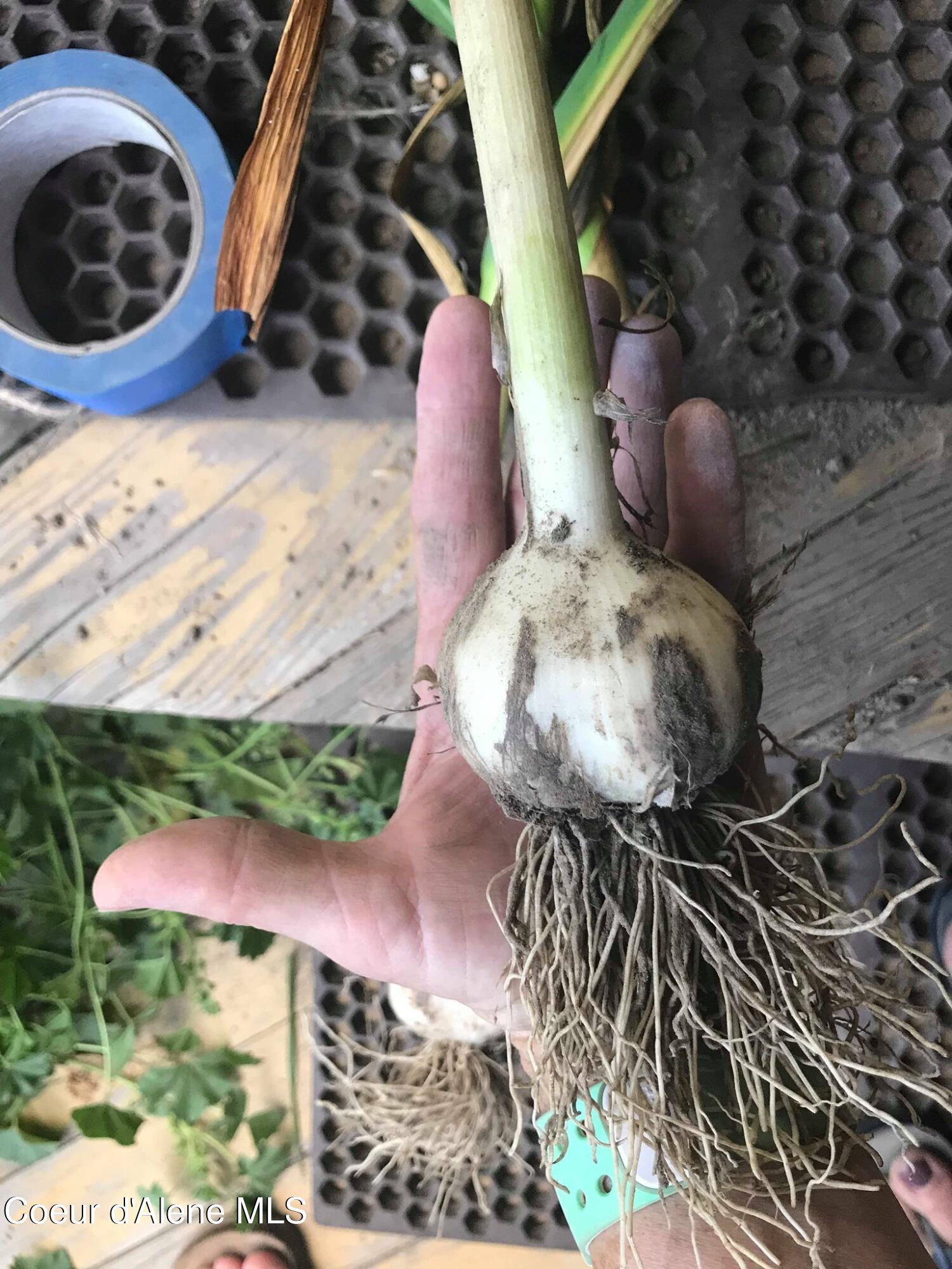 2447 Turner Hill Road Bonners Ferry, ID 83805 - Photo 82 of 108 Yugoslovian garlic