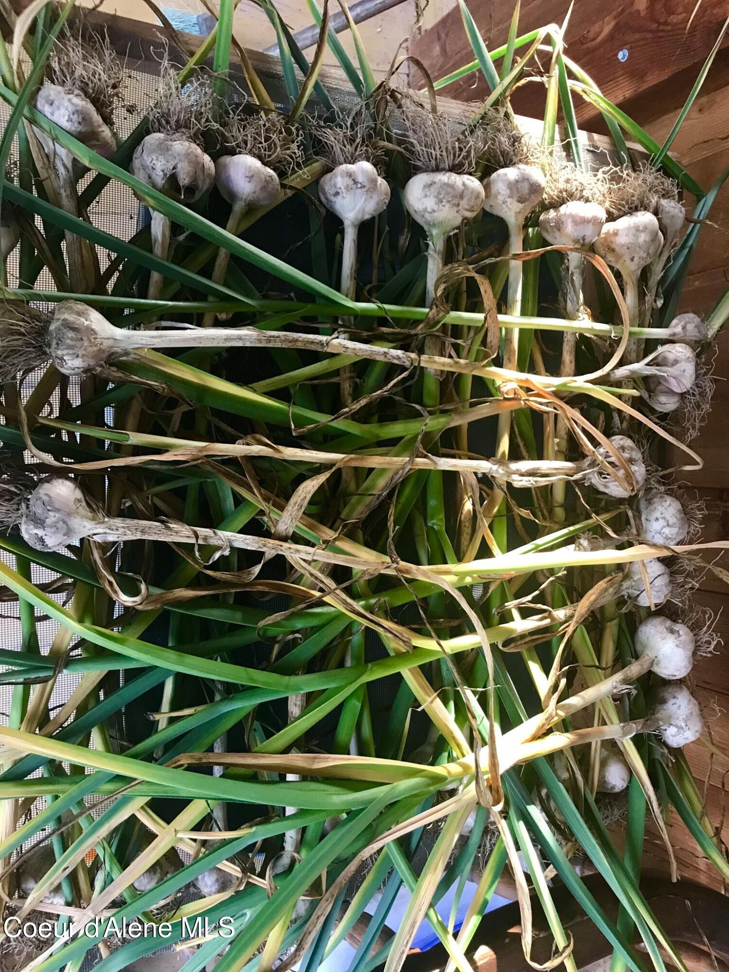 2447 Turner Hill Road Bonners Ferry, ID 83805 - Photo 83 of 108 garlic drying