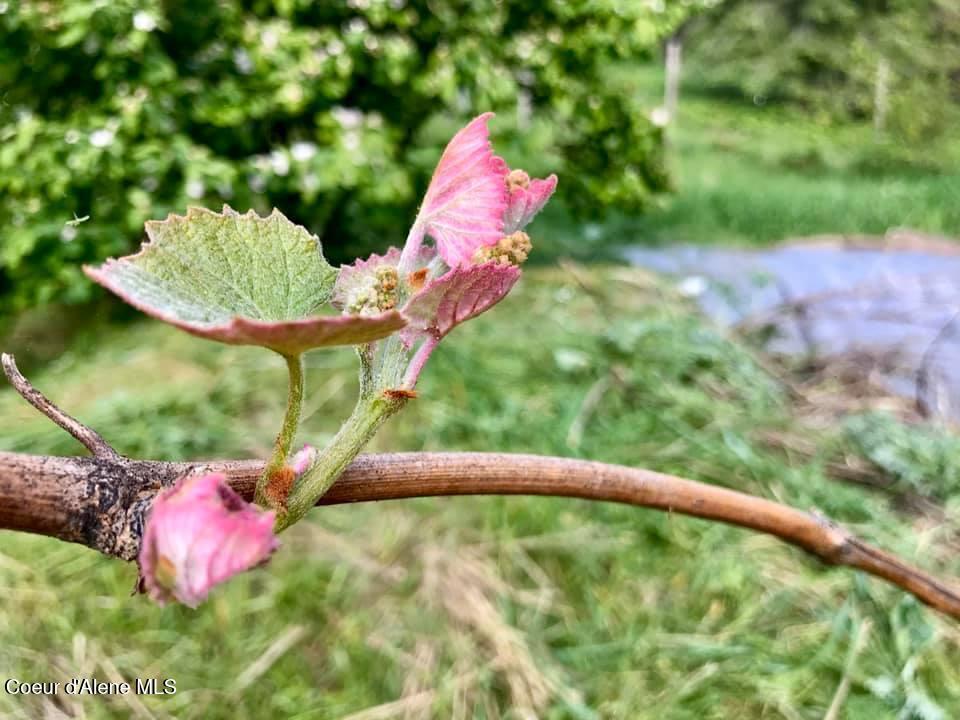 2447 Turner Hill Road Bonners Ferry, ID 83805 - Photo 85 of 108 grape buds