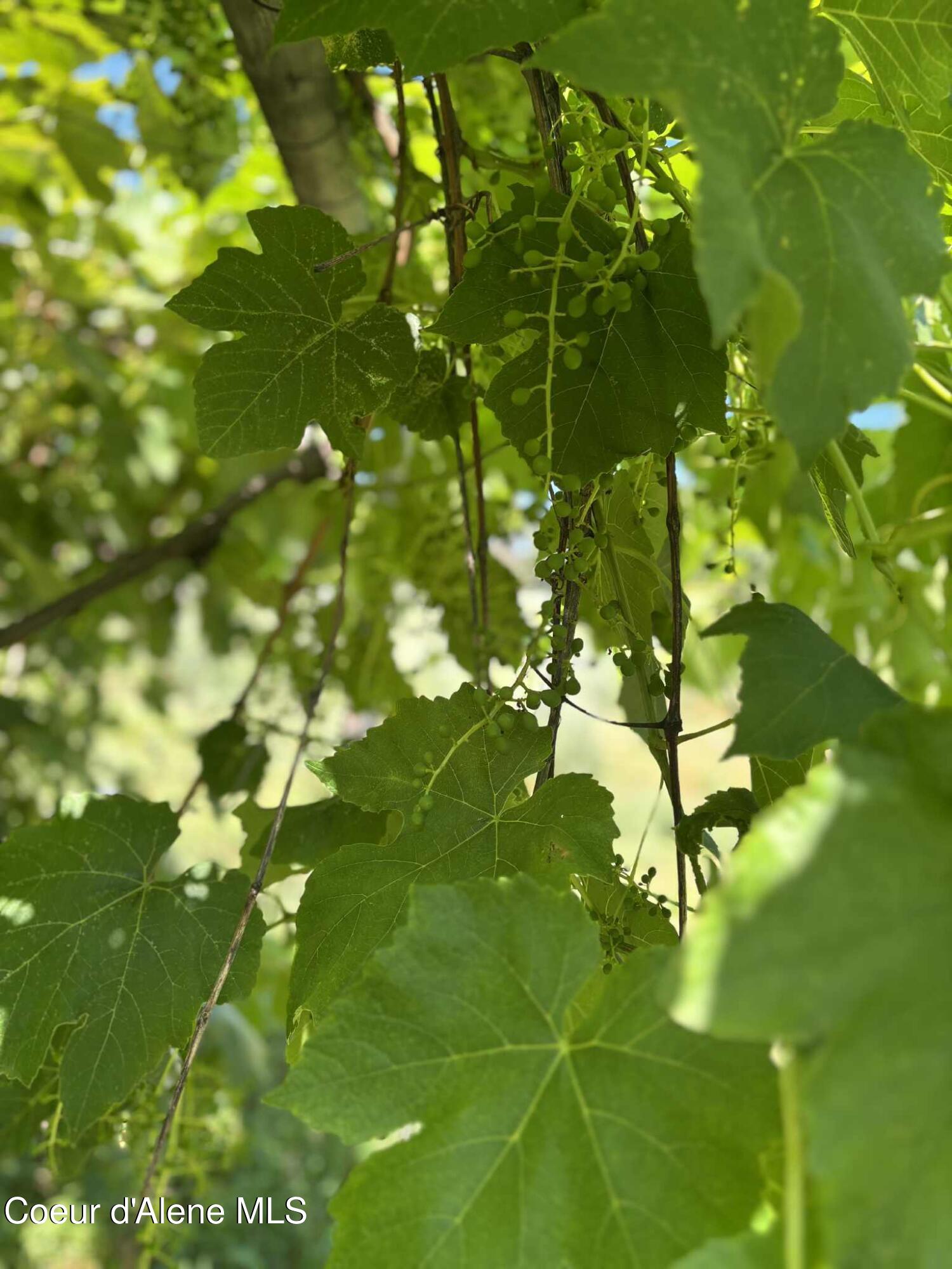 2447 Turner Hill Road Bonners Ferry, ID 83805 - Photo 86 of 108 grapes 1
