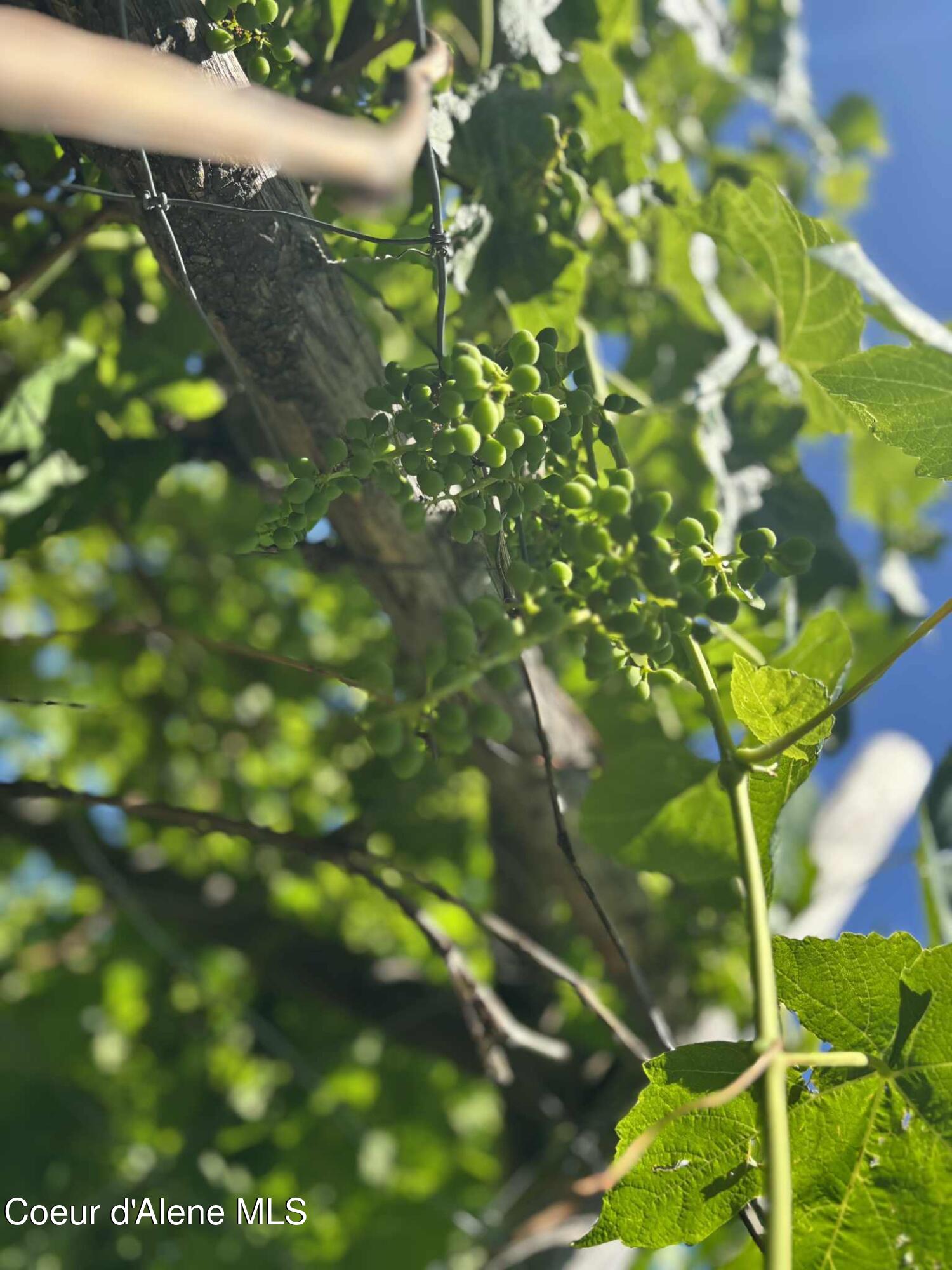 2447 Turner Hill Road Bonners Ferry, ID 83805 - Photo 88 of 108 grapes 3