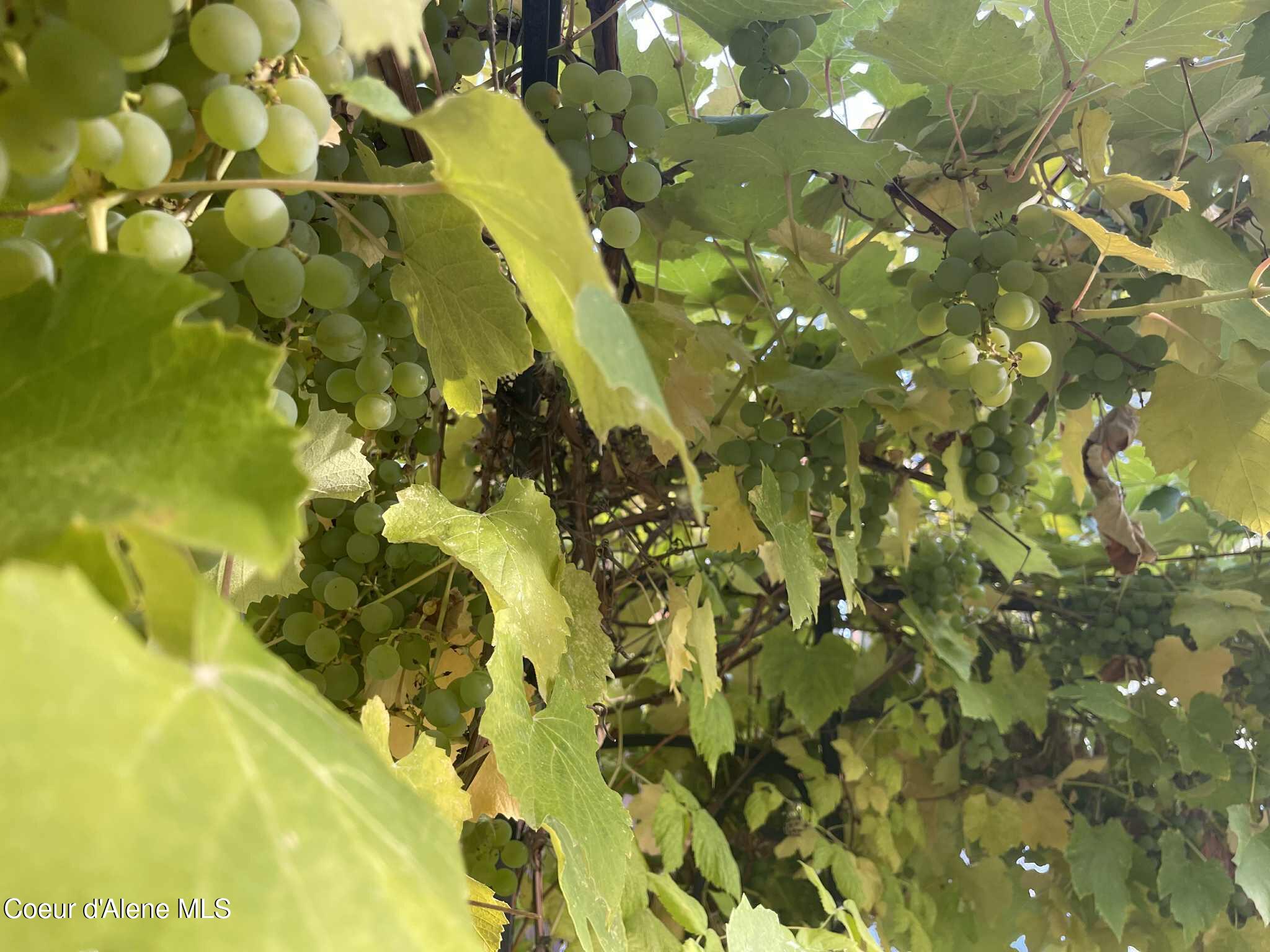 2447 Turner Hill Road Bonners Ferry, ID 83805 - Photo 89 of 108 grapes