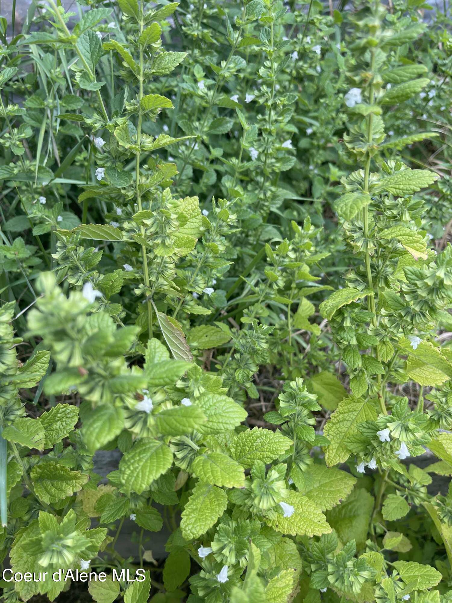 2447 Turner Hill Road Bonners Ferry, ID 83805 - Photo 91 of 108 lemon balm 1
