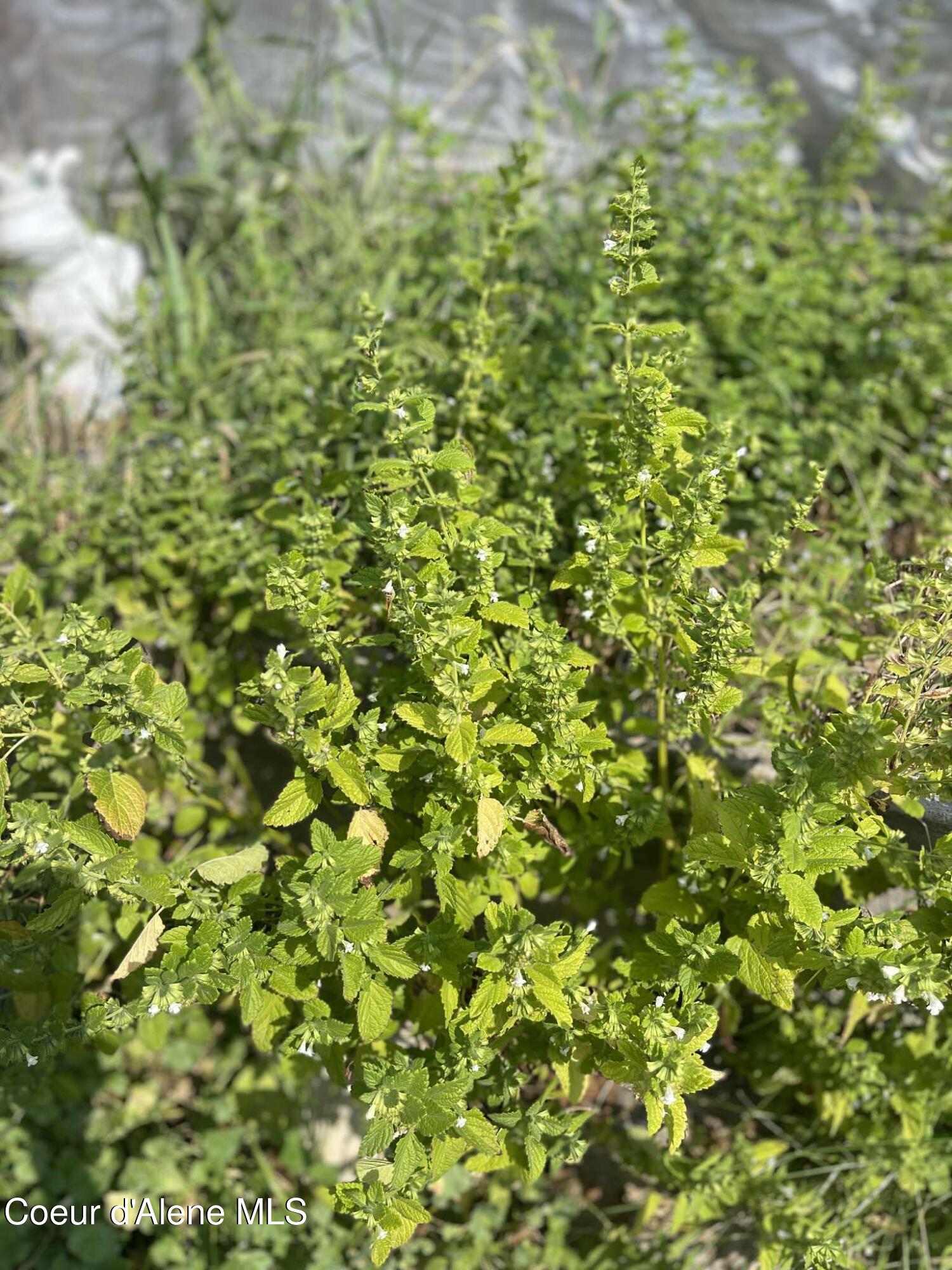 2447 Turner Hill Road Bonners Ferry, ID 83805 - Photo 93 of 108 lemon balm 3