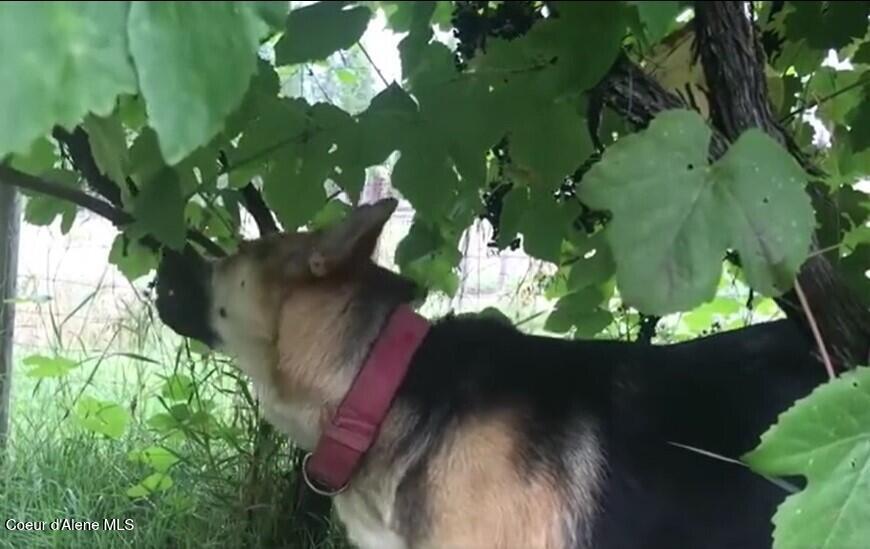 2447 Turner Hill Road Bonners Ferry, ID 83805 - Photo 94 of 108 Maggie eating grapes