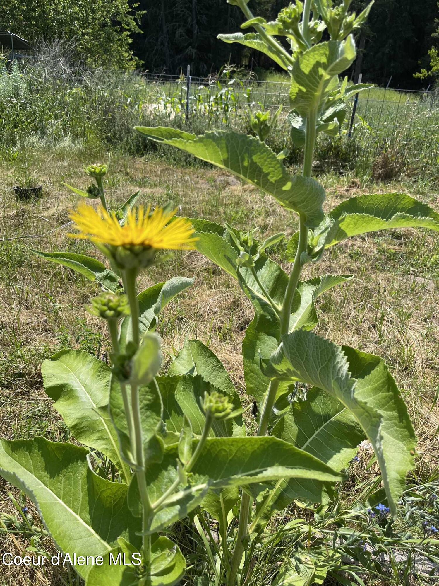 2447 Turner Hill Road Bonners Ferry, ID 83805 - Photo 99 of 108 yellow plant