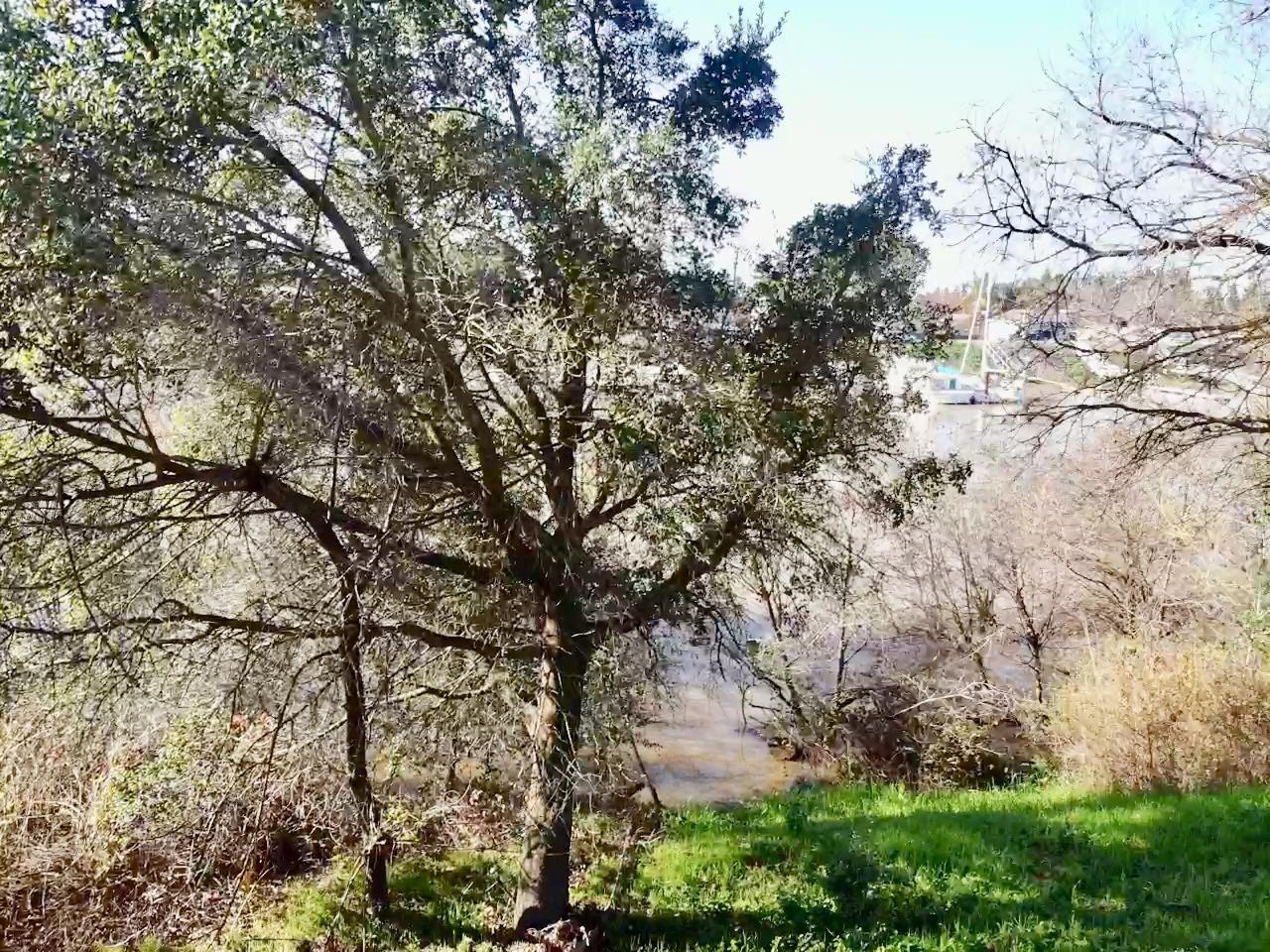 14055 River Road Walnut Grove, CA 95690 - Photo 41 of 55 a view of tree