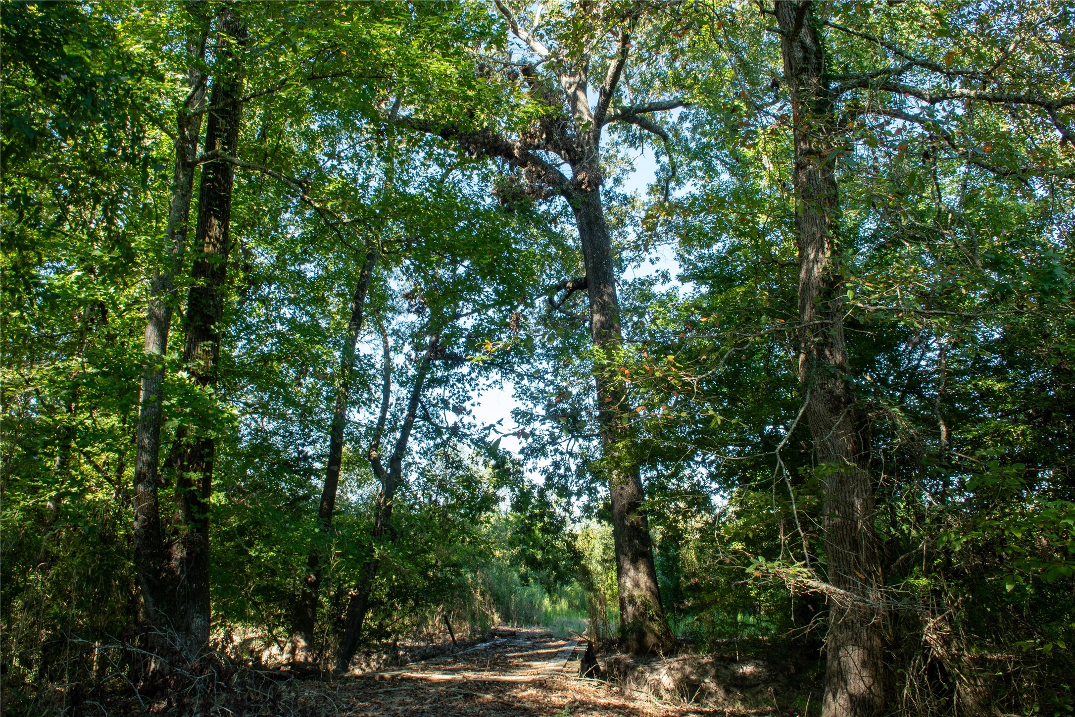 2792 Forest Hopson Road Zavalla, TX 75980 - Photo 11 of 31 a view of outdoor space and trees