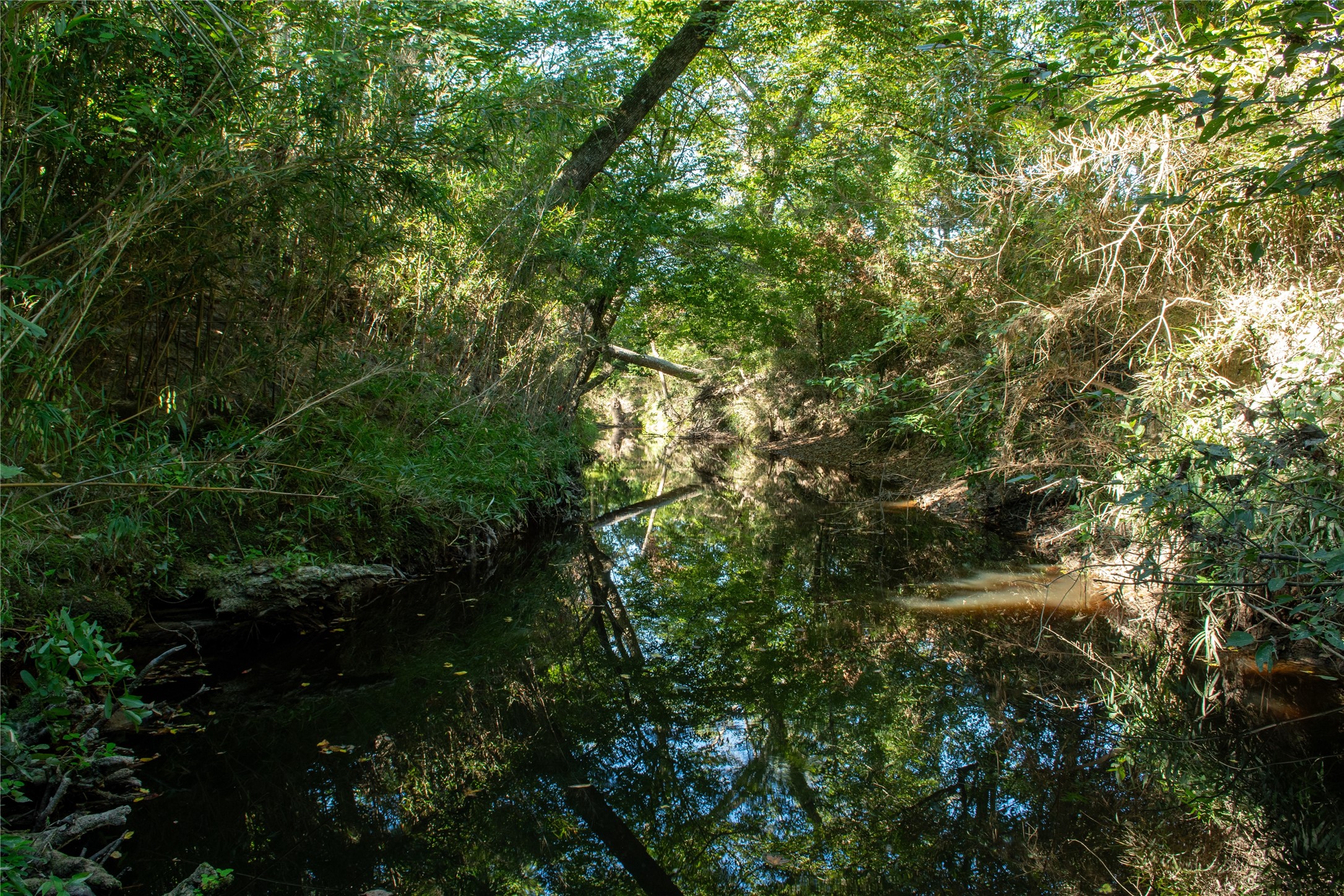 2792 Forest Hopson Road Zavalla, TX 75980 - Photo 12 of 31 a view of a forest with plants and trees