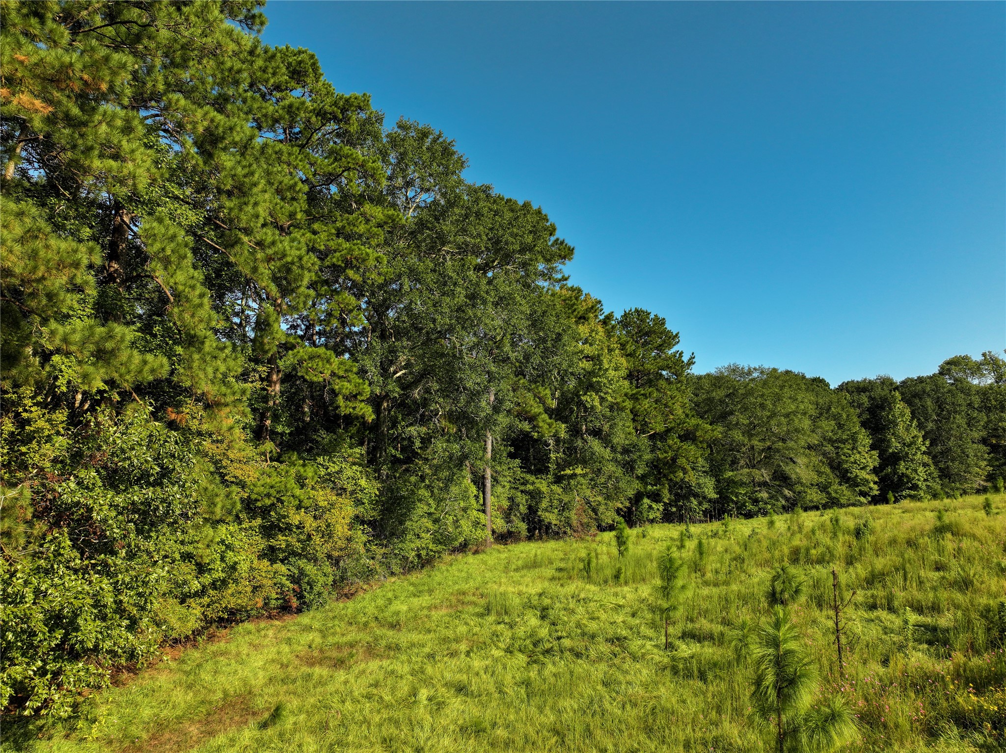 2792 Forest Hopson Road Zavalla, TX 75980 - Photo 13 of 31 a view of a big yard with plants and large trees