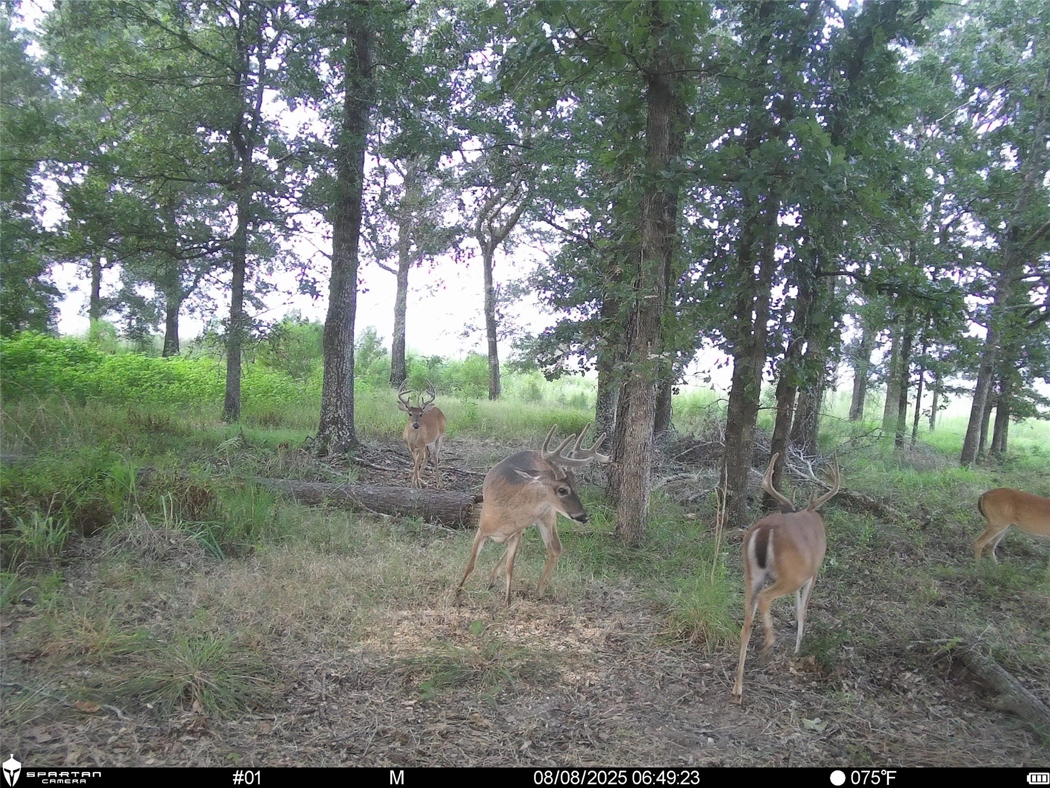 2792 Forest Hopson Road Zavalla, TX 75980 - Photo 14 of 31 a view of a forest with trees