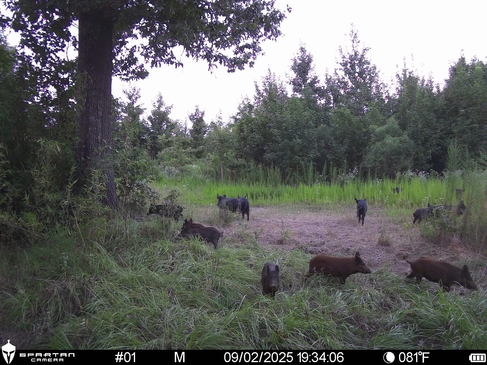 2792 Forest Hopson Road Zavalla, TX 75980 - Photo 15 of 31 a view of a park that has large trees