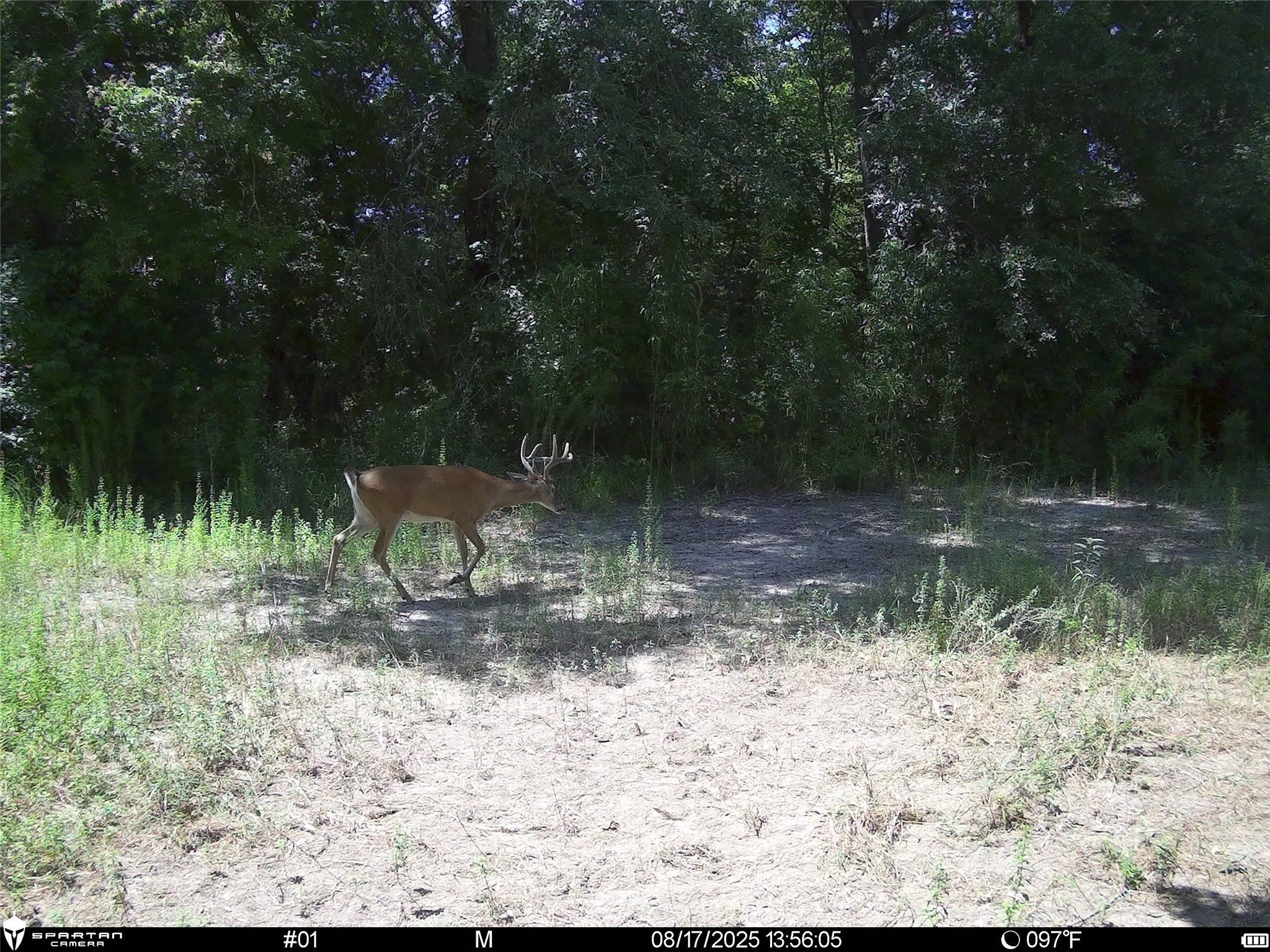 2792 Forest Hopson Road Zavalla, TX 75980 - Photo 16 of 31 a view of a yard with a tree