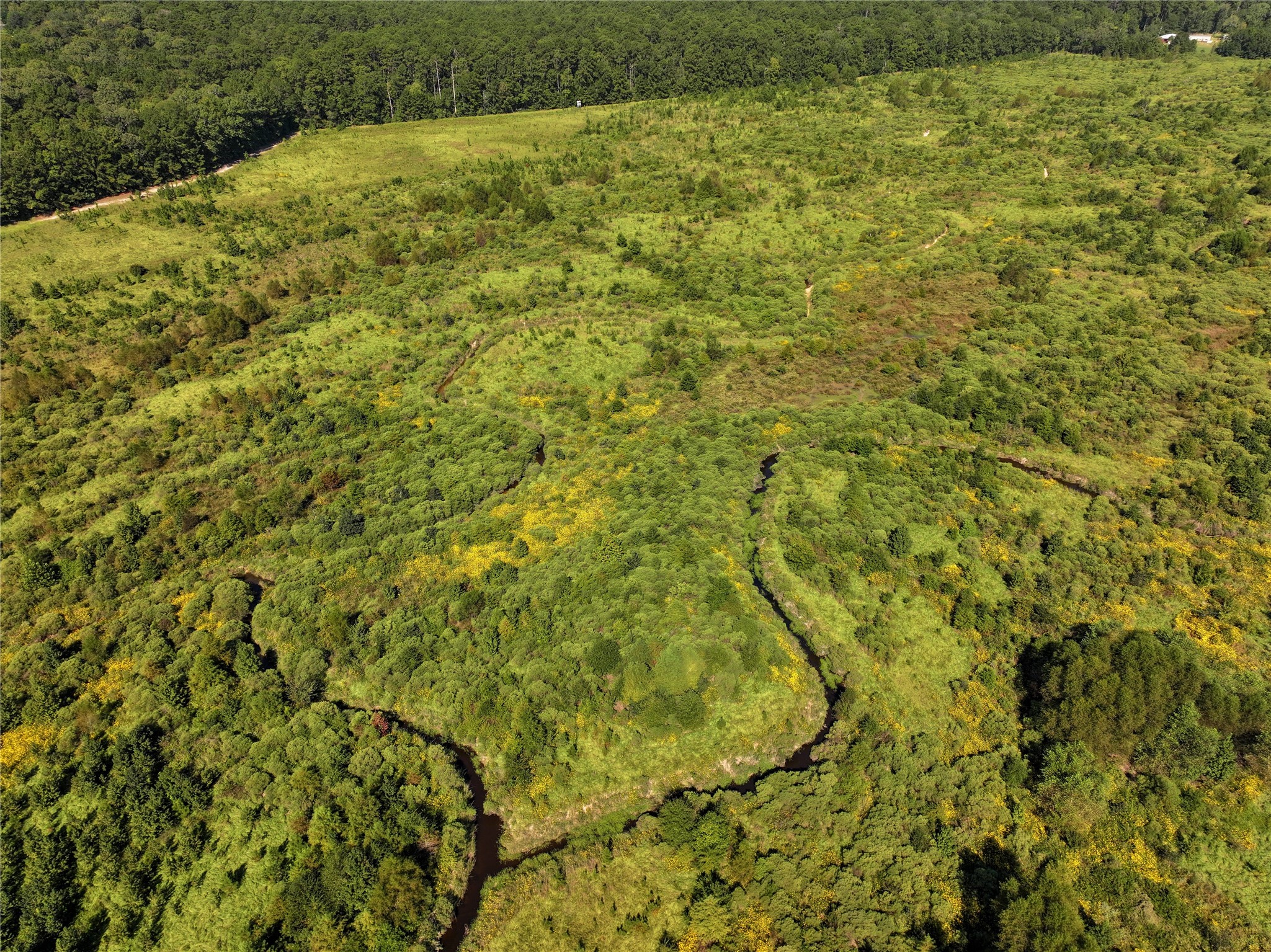2792 Forest Hopson Road Zavalla, TX 75980 - Photo 21 of 31 a view of a yard with a tree