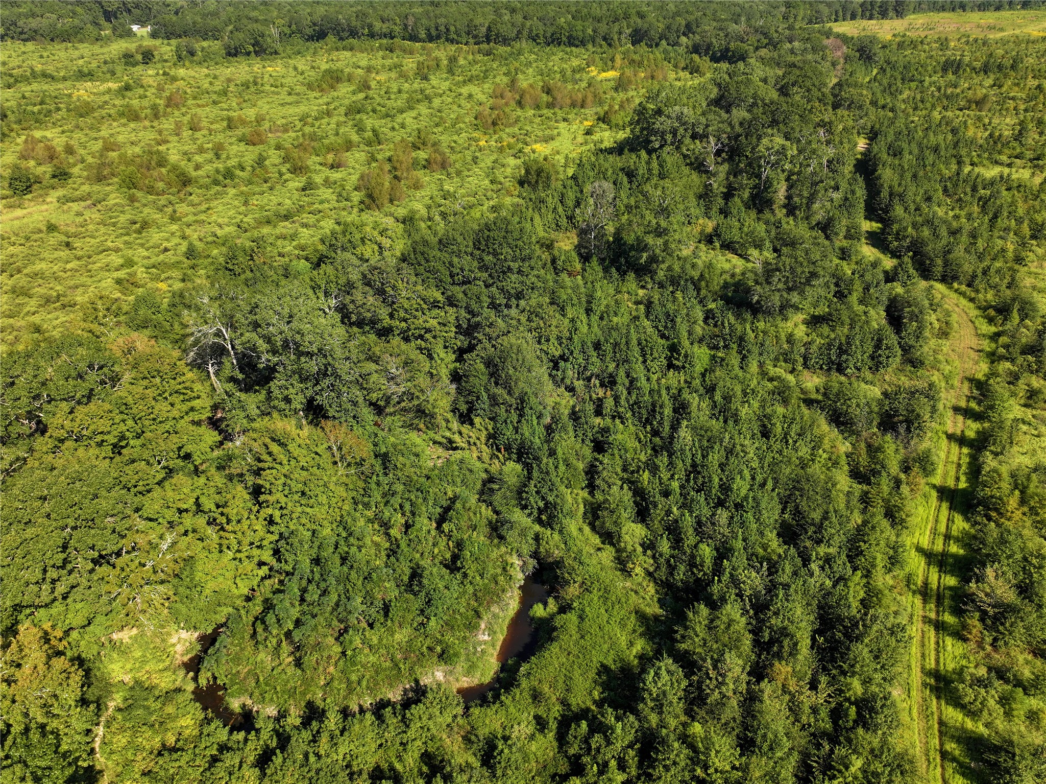 2792 Forest Hopson Road Zavalla, TX 75980 - Photo 23 of 31 a view of a big yard with plants and large trees