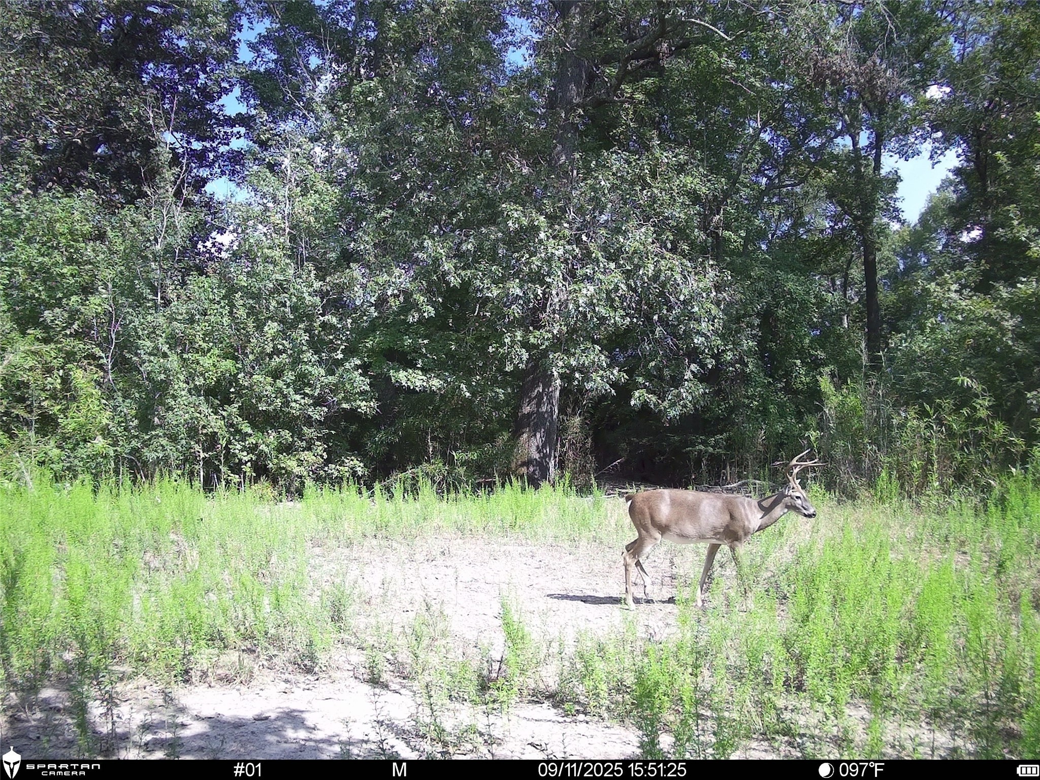 2792 Forest Hopson Road Zavalla, TX 75980 - Photo 26 of 31 a view of a garden