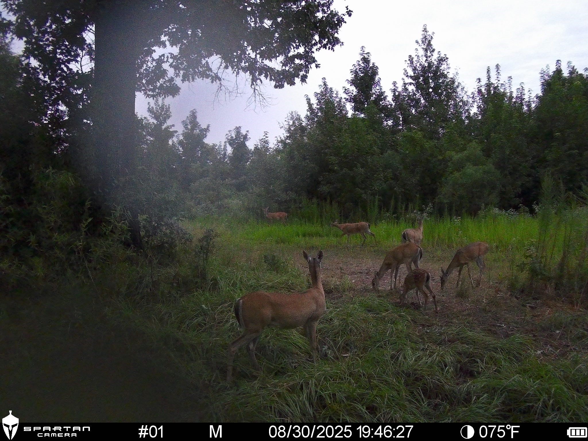 2792 Forest Hopson Road Zavalla, TX 75980 - Photo 28 of 31 a view of outdoor space and yard