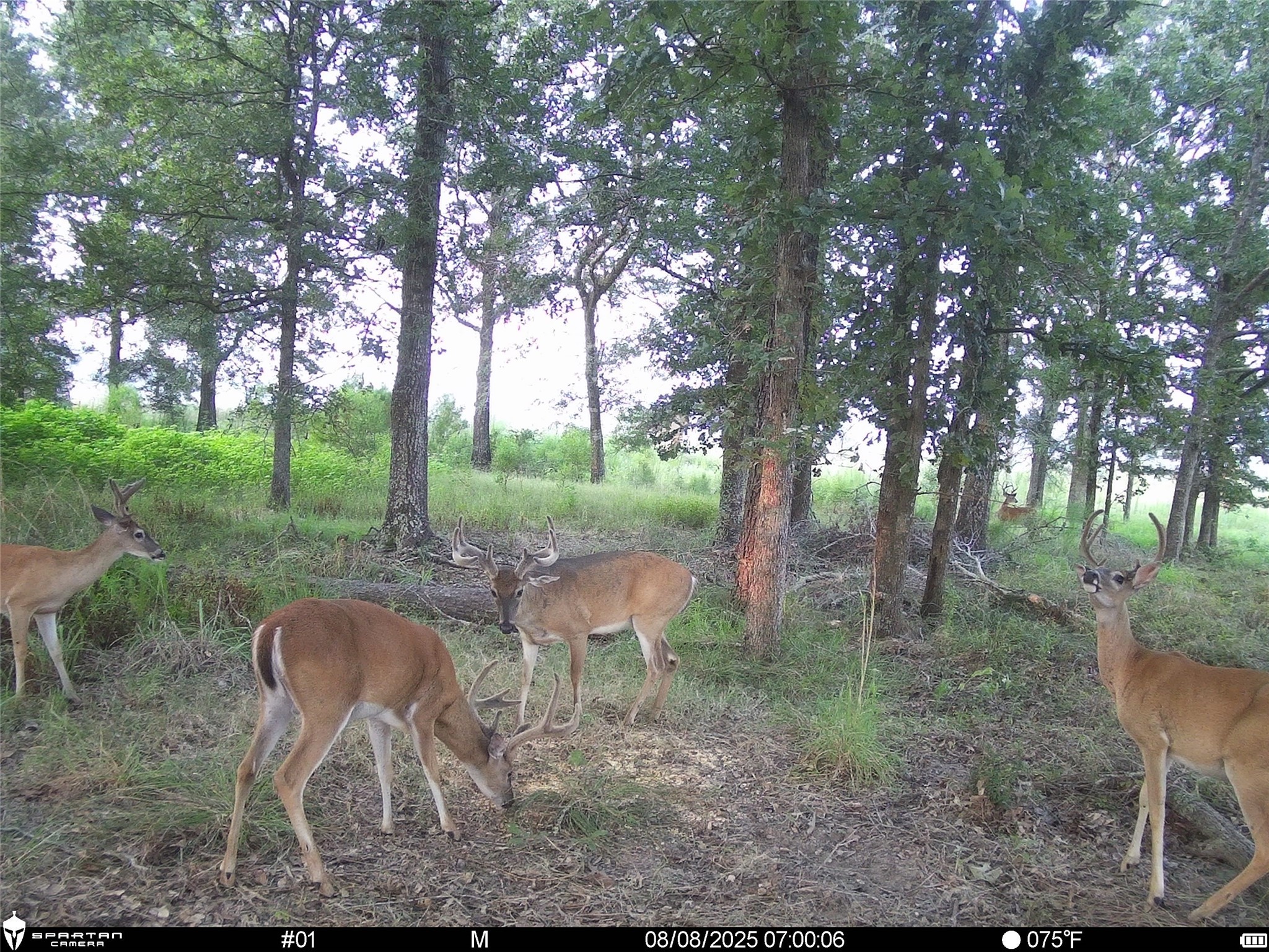 2792 Forest Hopson Road Zavalla, TX 75980 - Photo 29 of 31 a view of backyard with green space