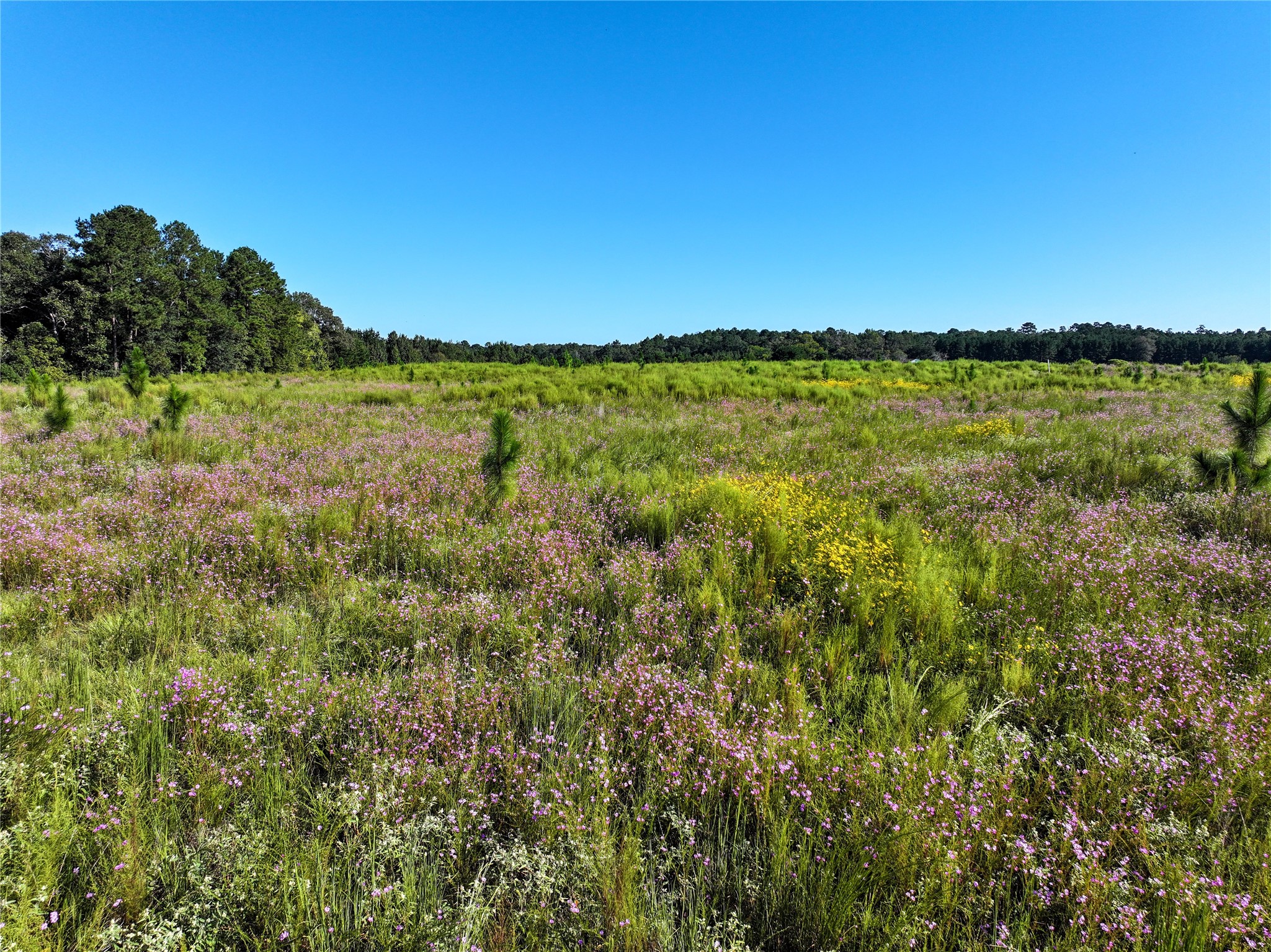 2792 Forest Hopson Road Zavalla, TX 75980 - Photo 30 of 31 a view of a field with an ocean view