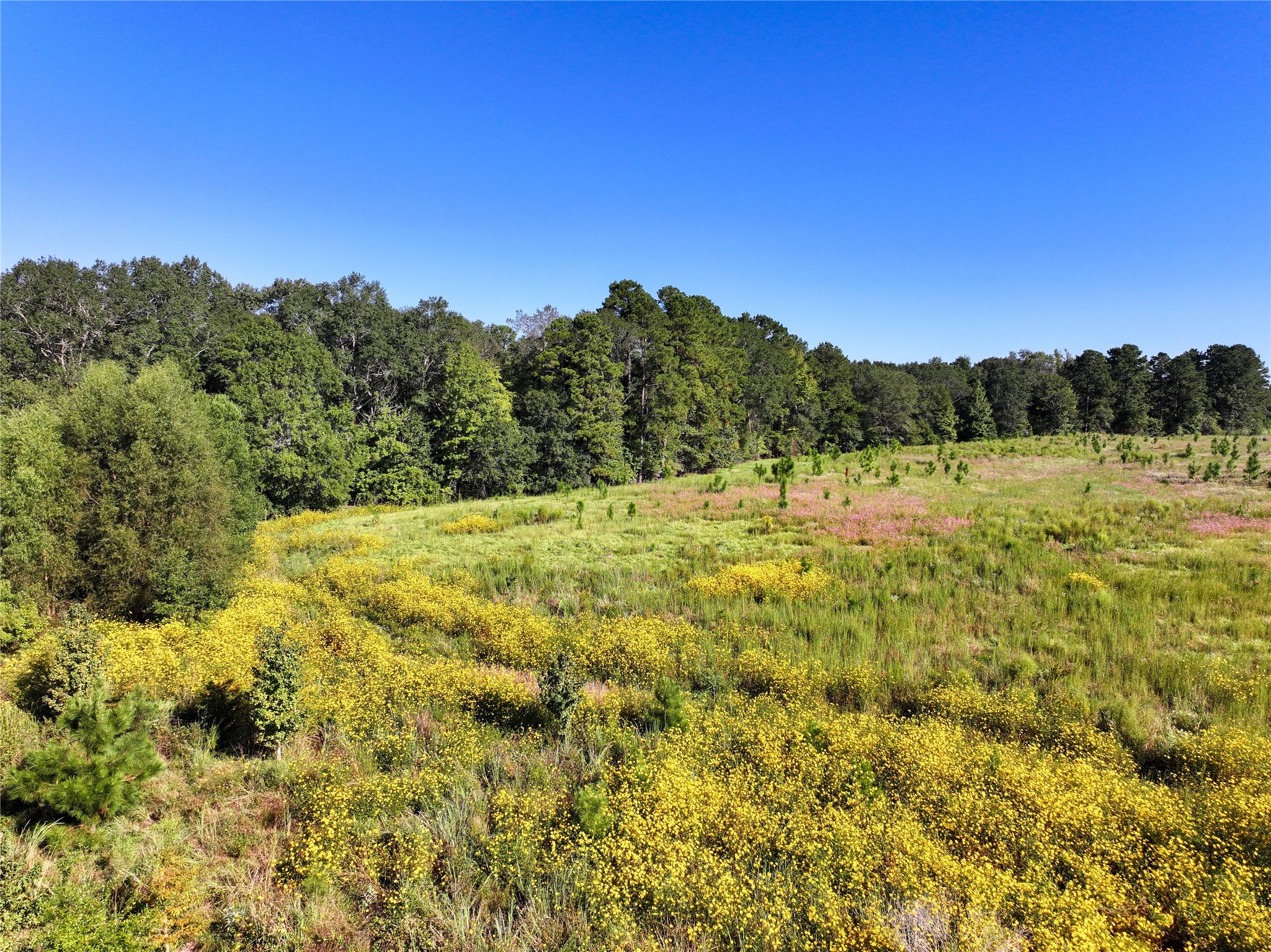 2792 Forest Hopson Road Zavalla, TX 75980 - Photo 3 of 31 a view of outdoor space and yard