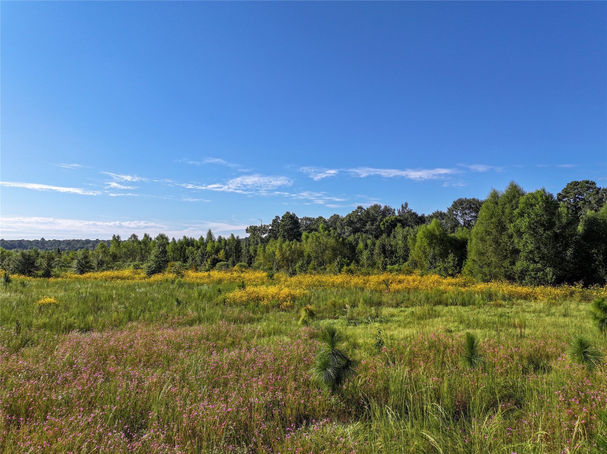 2792 Forest Hopson Road Zavalla, TX 75980 - Photo 31 of 31 a view of an outdoor space and a yard