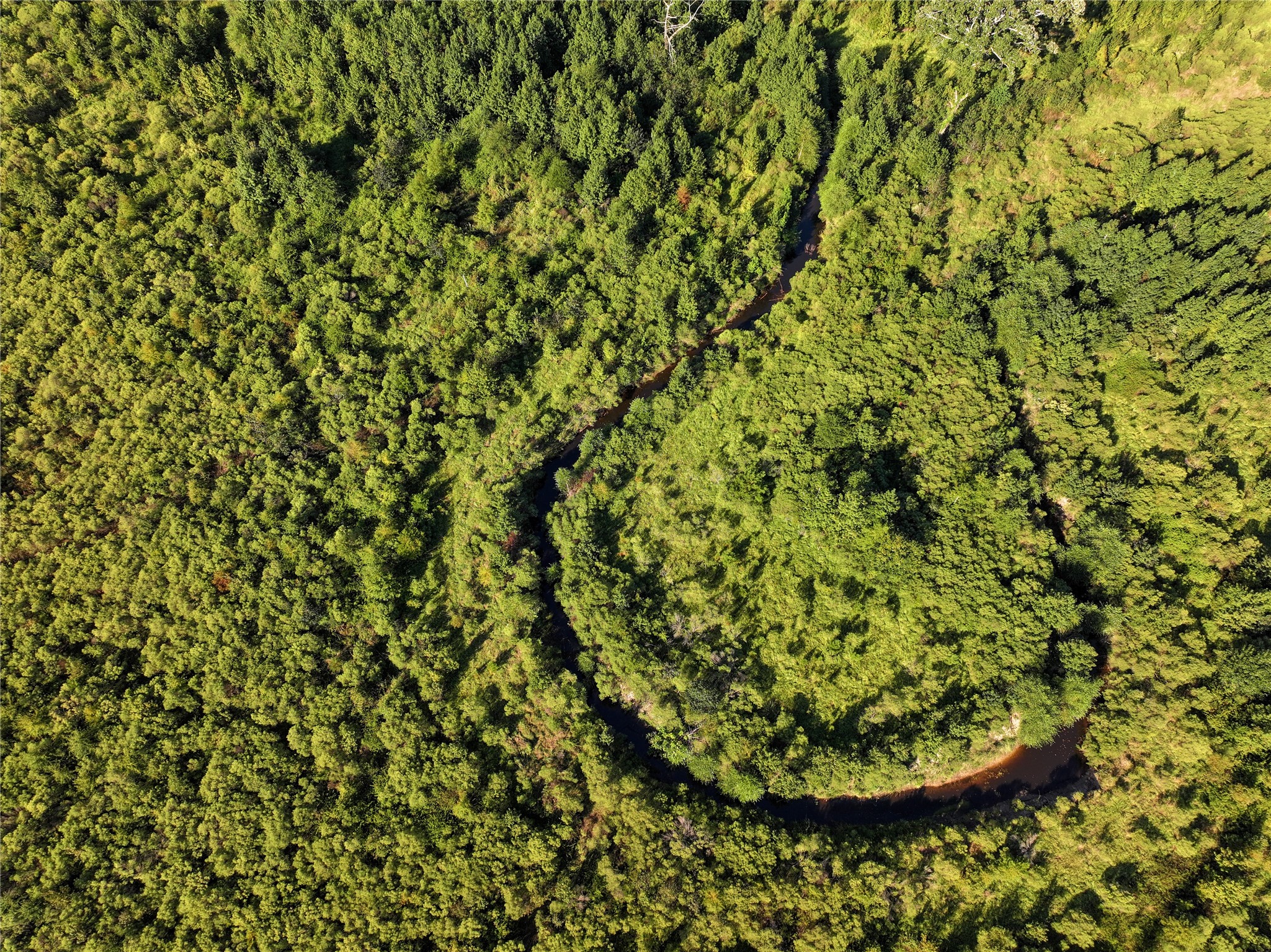 2792 Forest Hopson Road Zavalla, TX 75980 - Photo 6 of 31 a view of a plants