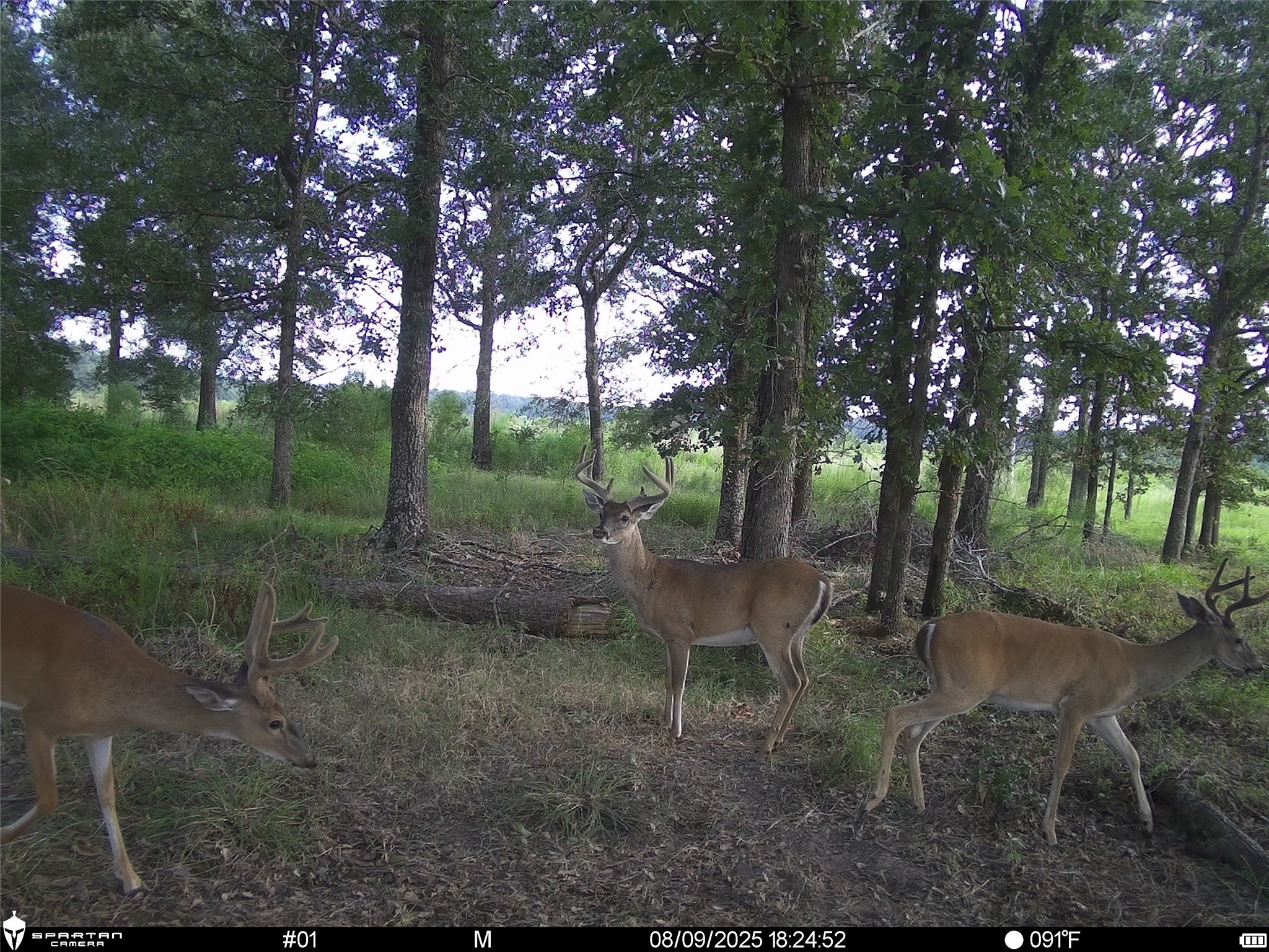 2792 Forest Hopson Road Zavalla, TX 75980 - Photo 7 of 31 a view of outdoor space with trees all around