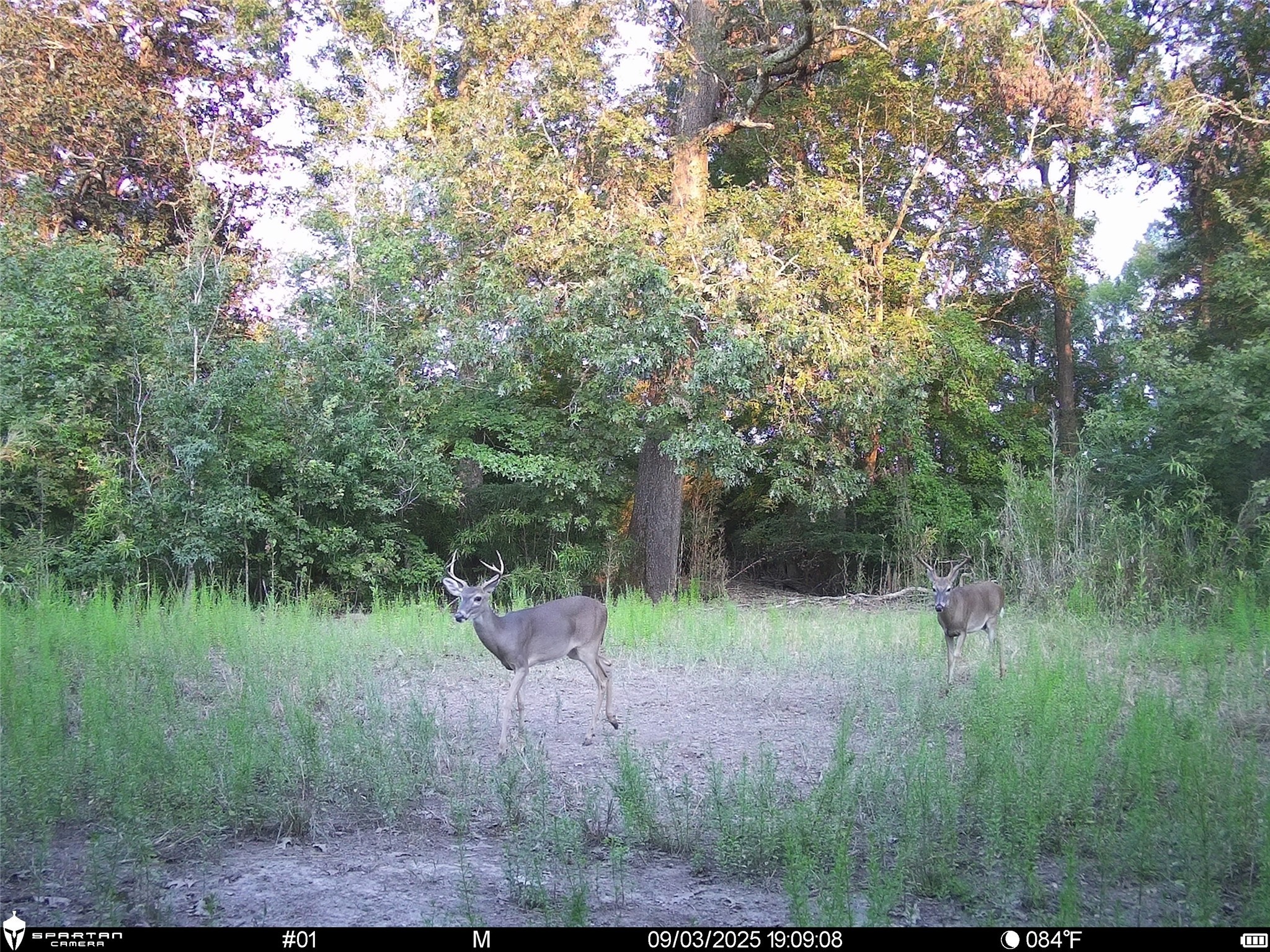 2792 Forest Hopson Road Zavalla, TX 75980 - Photo 8 of 31 a view of a lake view
