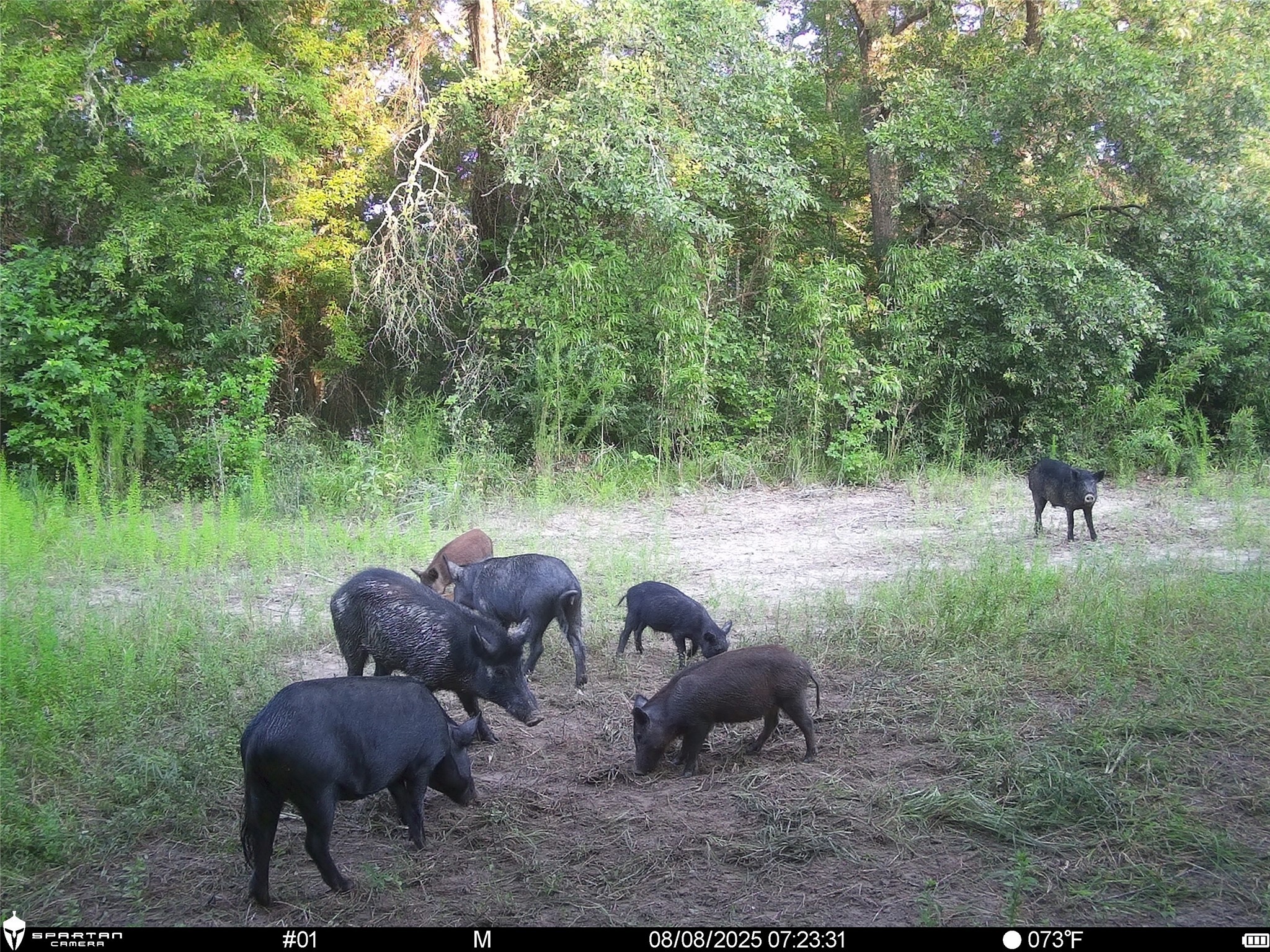 2792 Forest Hopson Road Zavalla, TX 75980 - Photo 9 of 31 a view of yard in front of house with trees