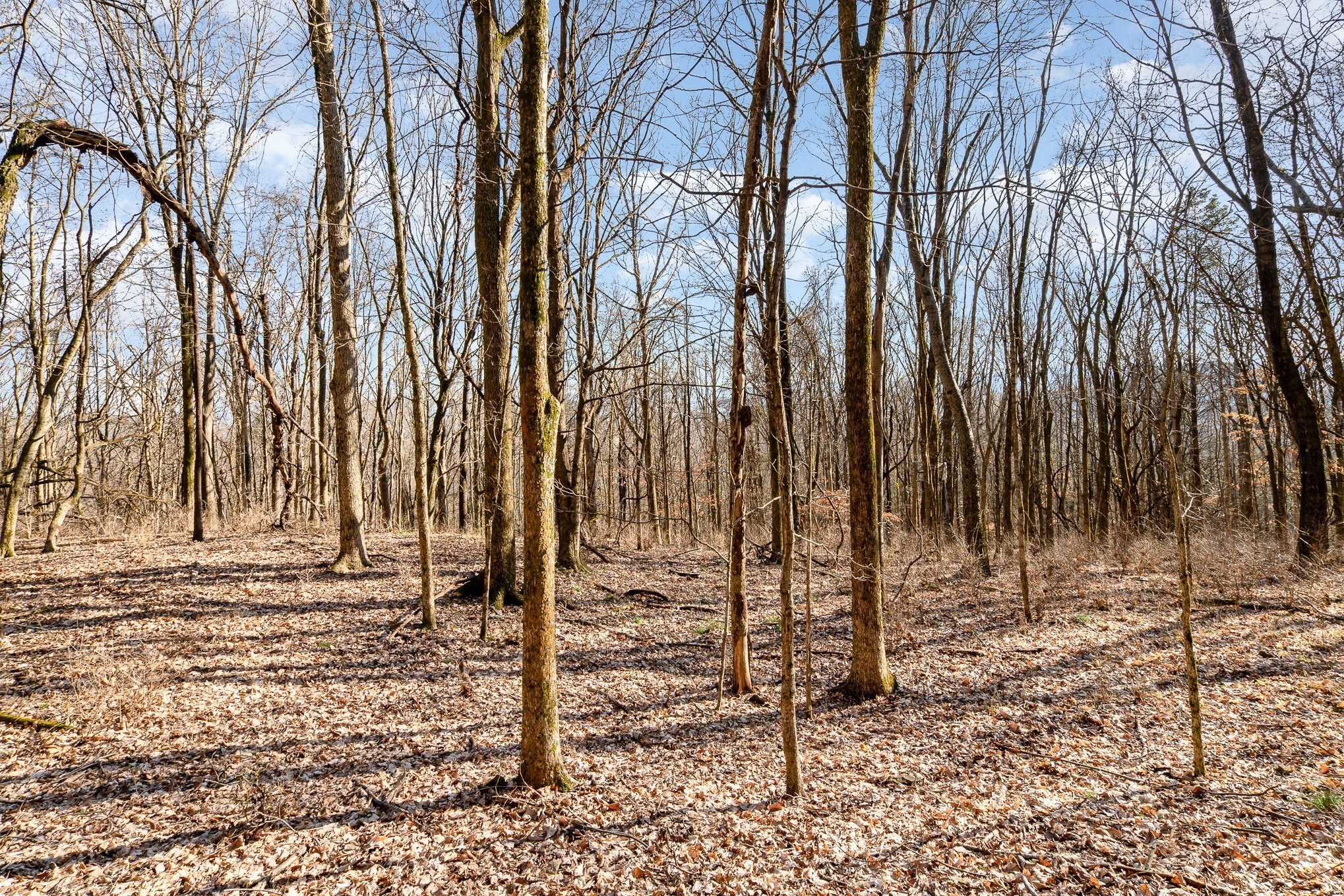1009 Scramblers Knob Franklin, TN 37069 - Photo 11 of 21 a view of a backyard of the house