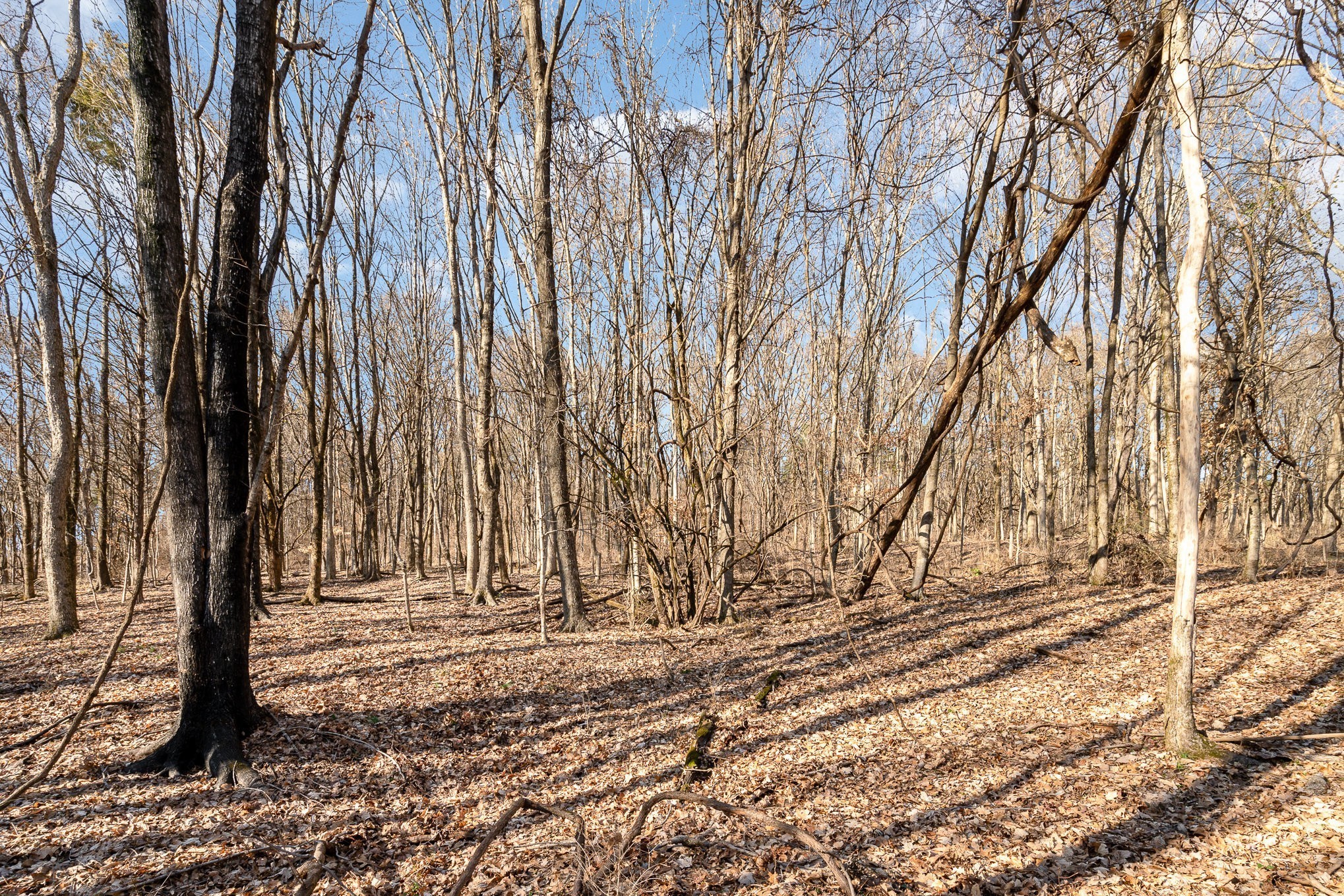 1009 Scramblers Knob Franklin, TN 37069 - Photo 13 of 21 a view of house with trees