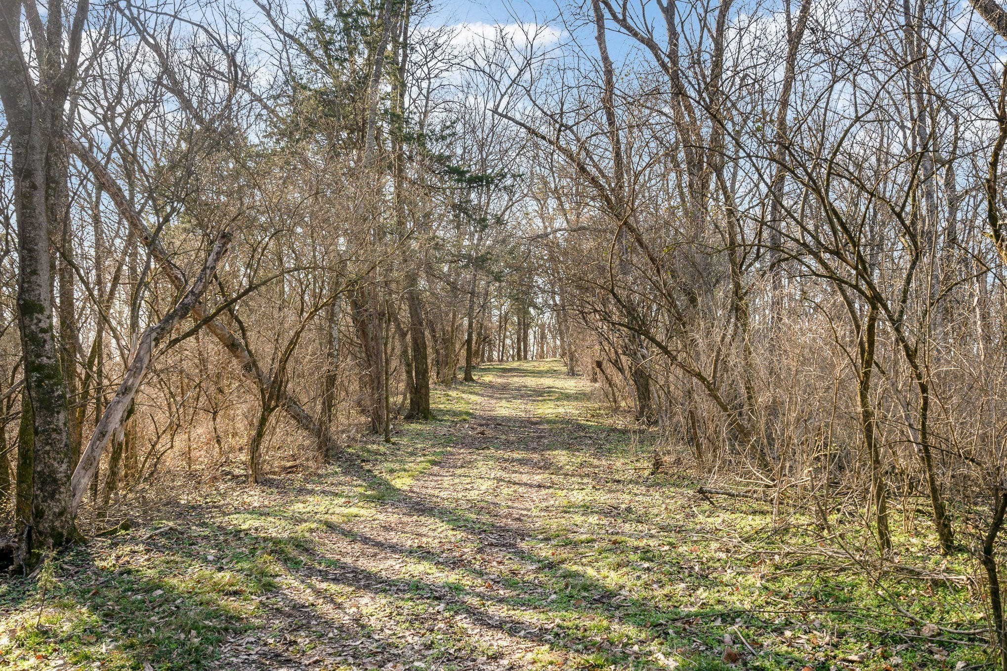 1009 Scramblers Knob Franklin, TN 37069 - Photo 14 of 21 a view of yard with tree s
