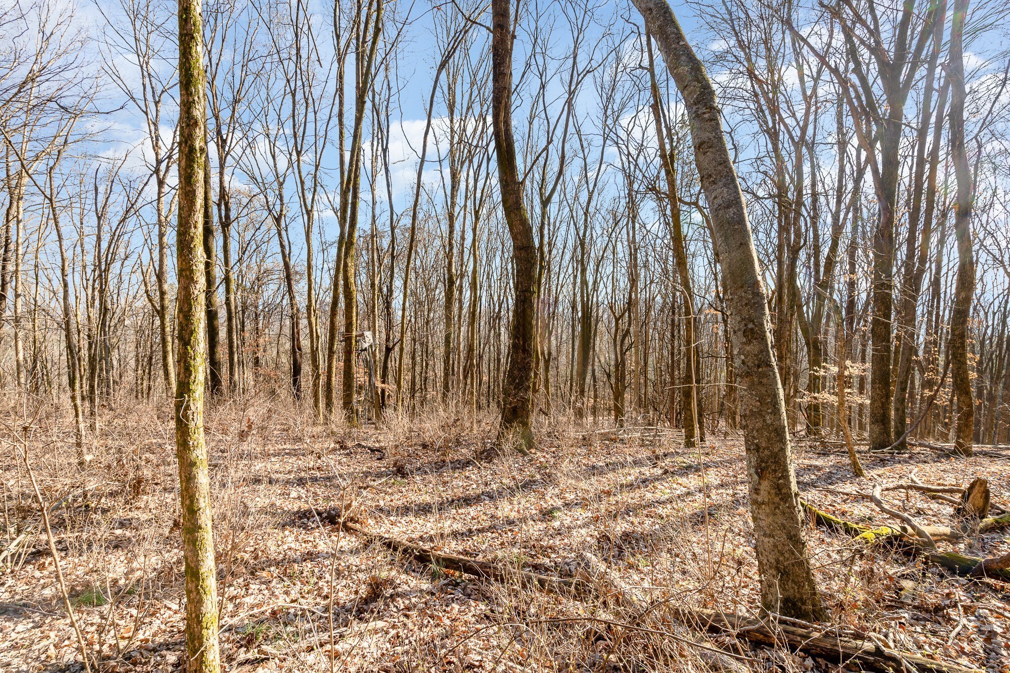 1009 Scramblers Knob Franklin, TN 37069 - Photo 16 of 21 a view of wooden fence