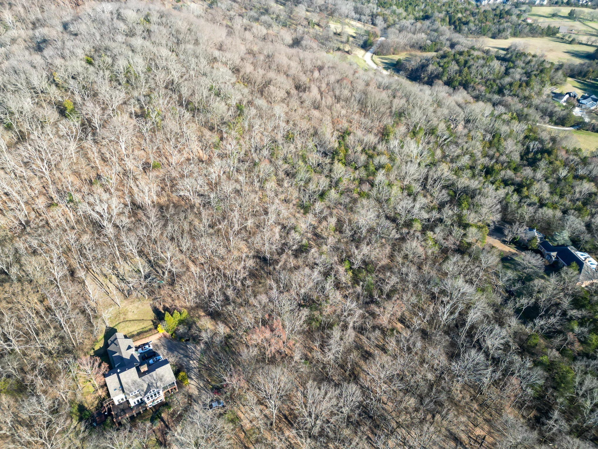 1009 Scramblers Knob Franklin, TN 37069 - Photo 20 of 21 a bird view of tree