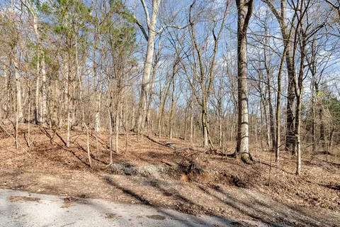 a view of a yard with trees