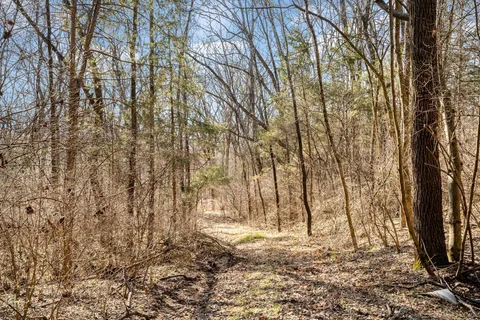 a view of yard with trees