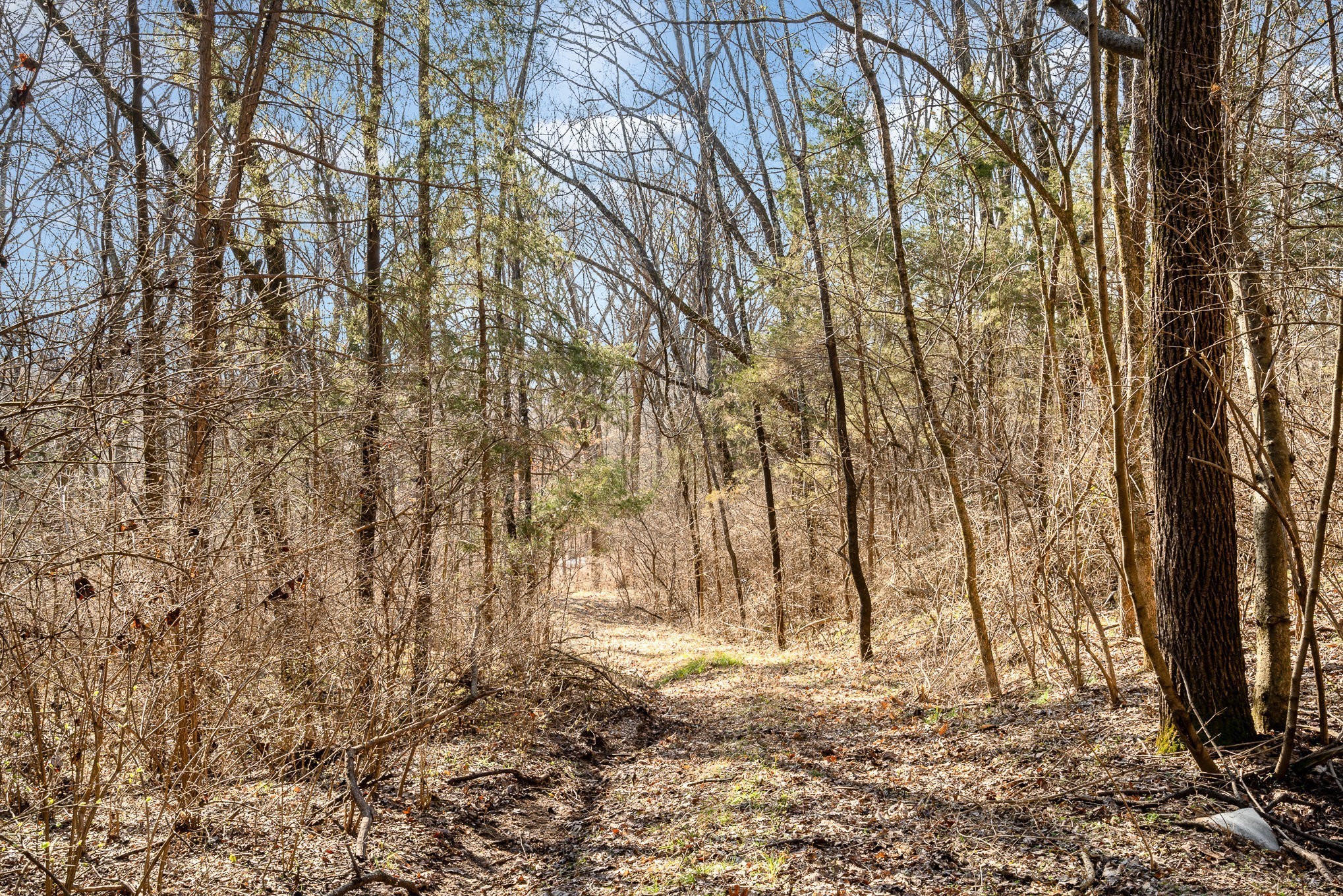 1009 Scramblers Knob Franklin, TN 37069 - Photo 7 of 21