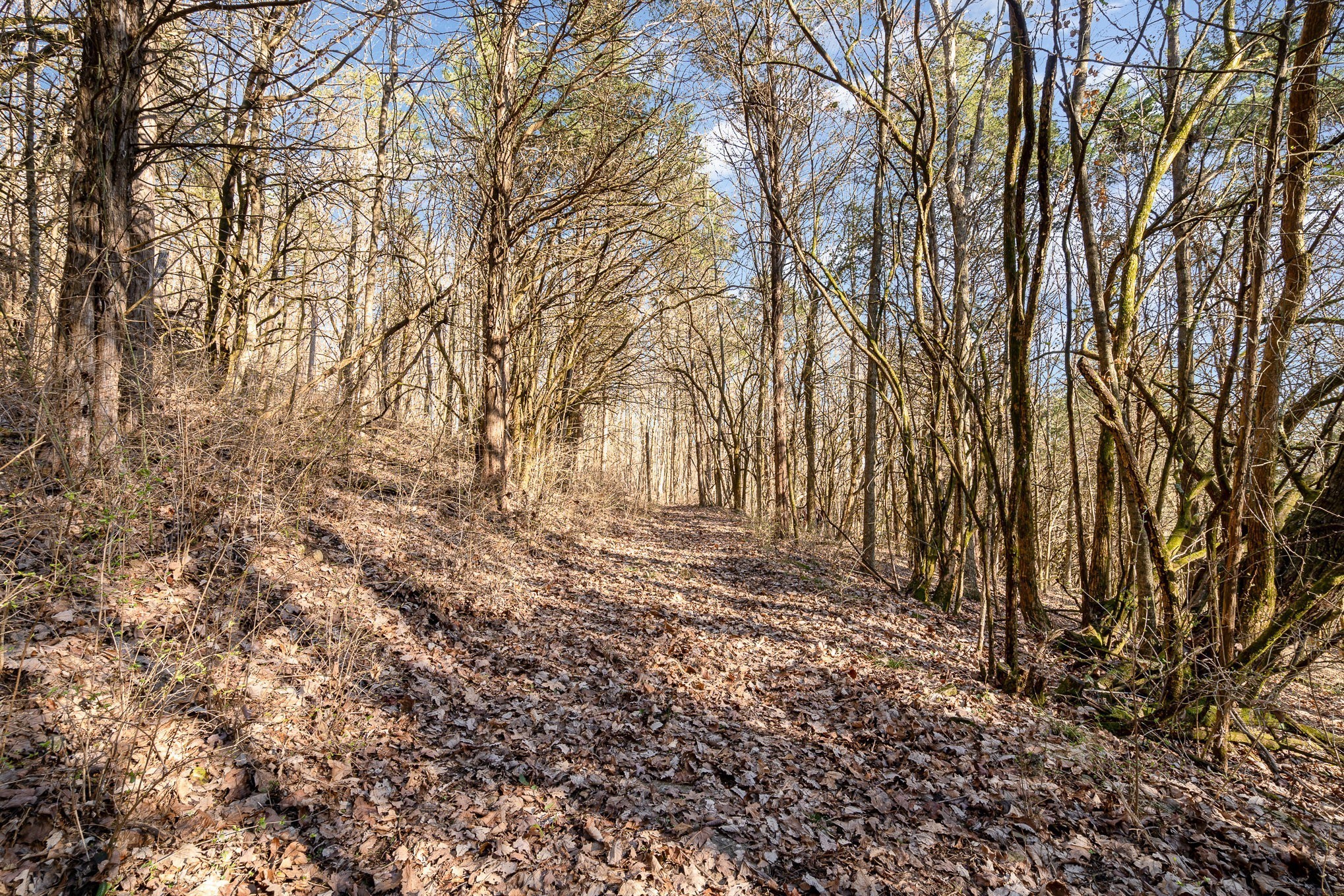 1009 Scramblers Knob Franklin, TN 37069 - Photo 8 of 21 a view of yard with trees
