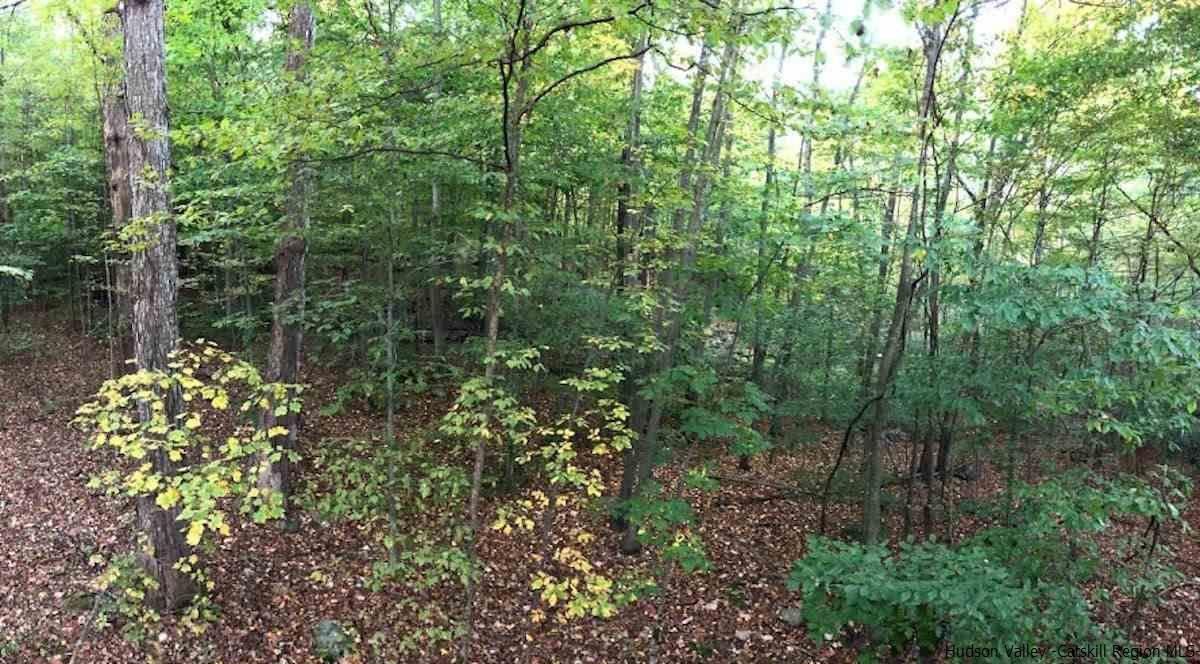 Tbd Patura Road Wallkill, NY 12589 - Photo 4 of 9 a plant view in yard